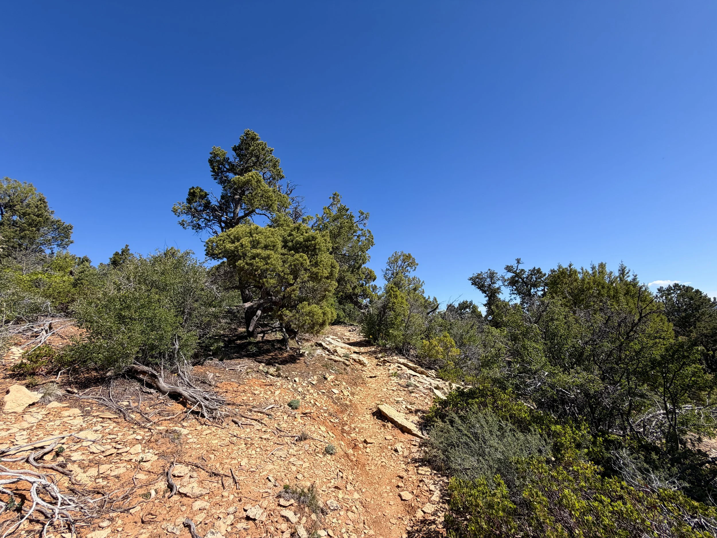 Deertrap Mountain Trail Zion National Park Utah