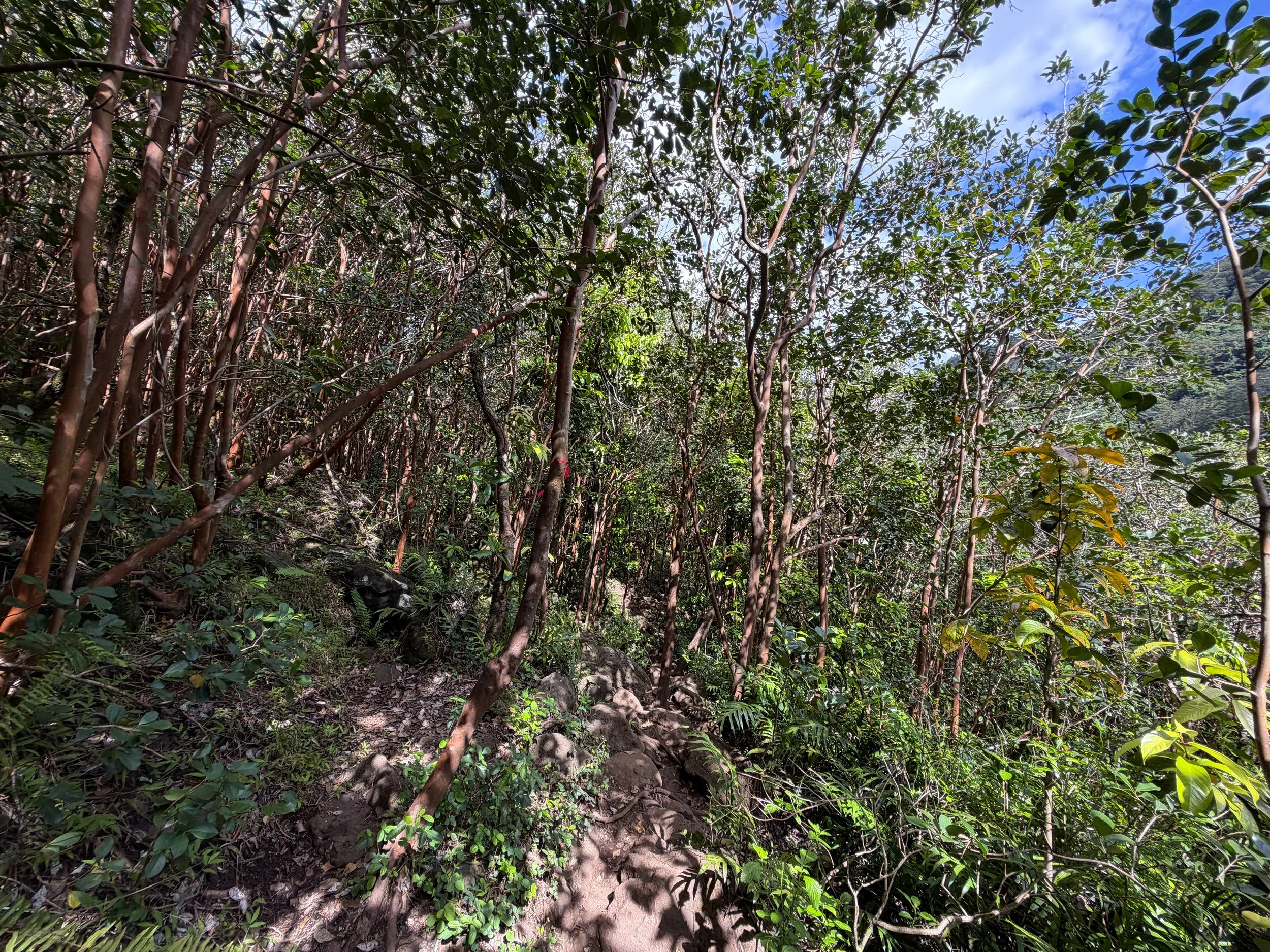 Waimano Falls Trail Oahu Hawaii
