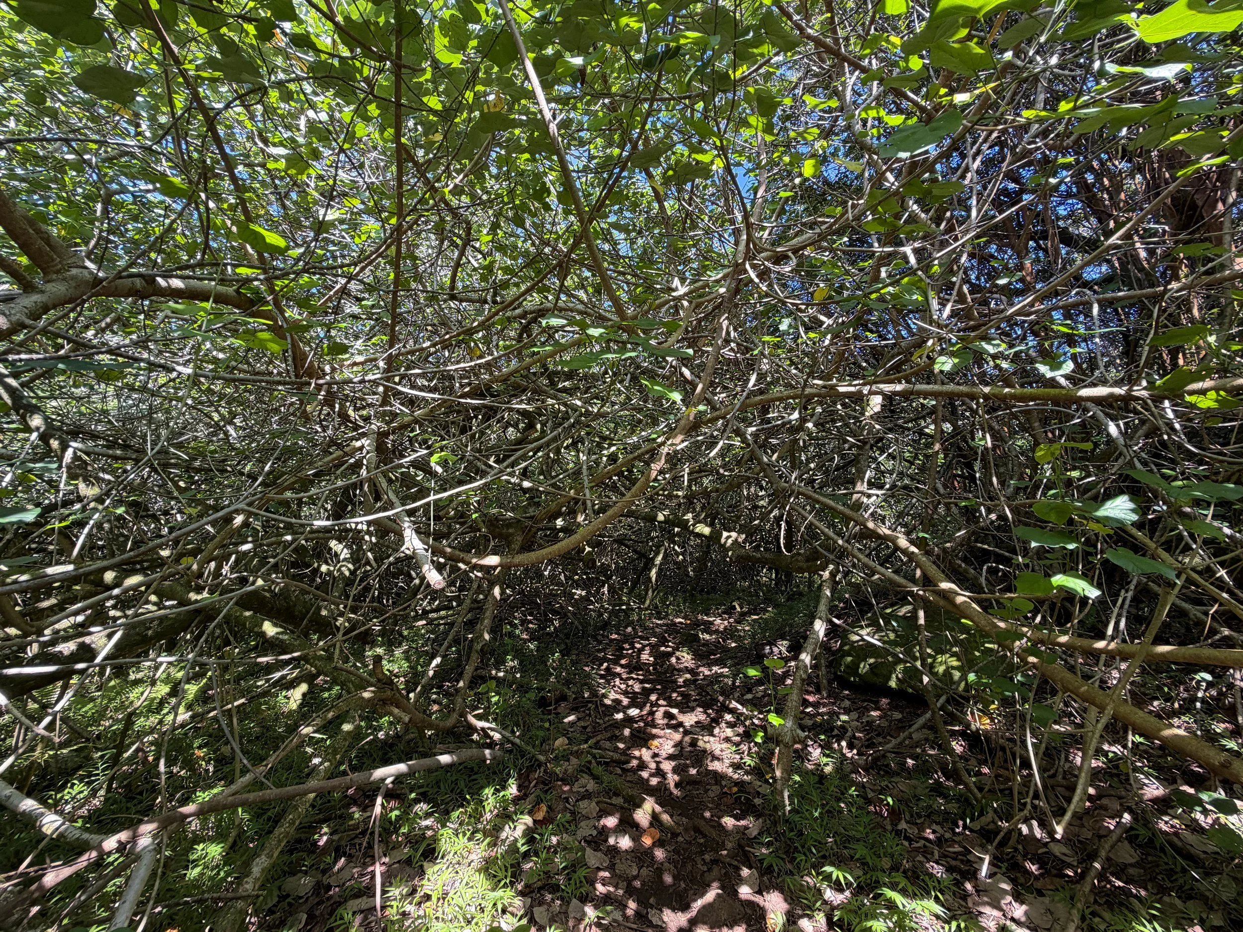 Kulanaahane Trail to Moanalua Saddle Oahu Hawaii