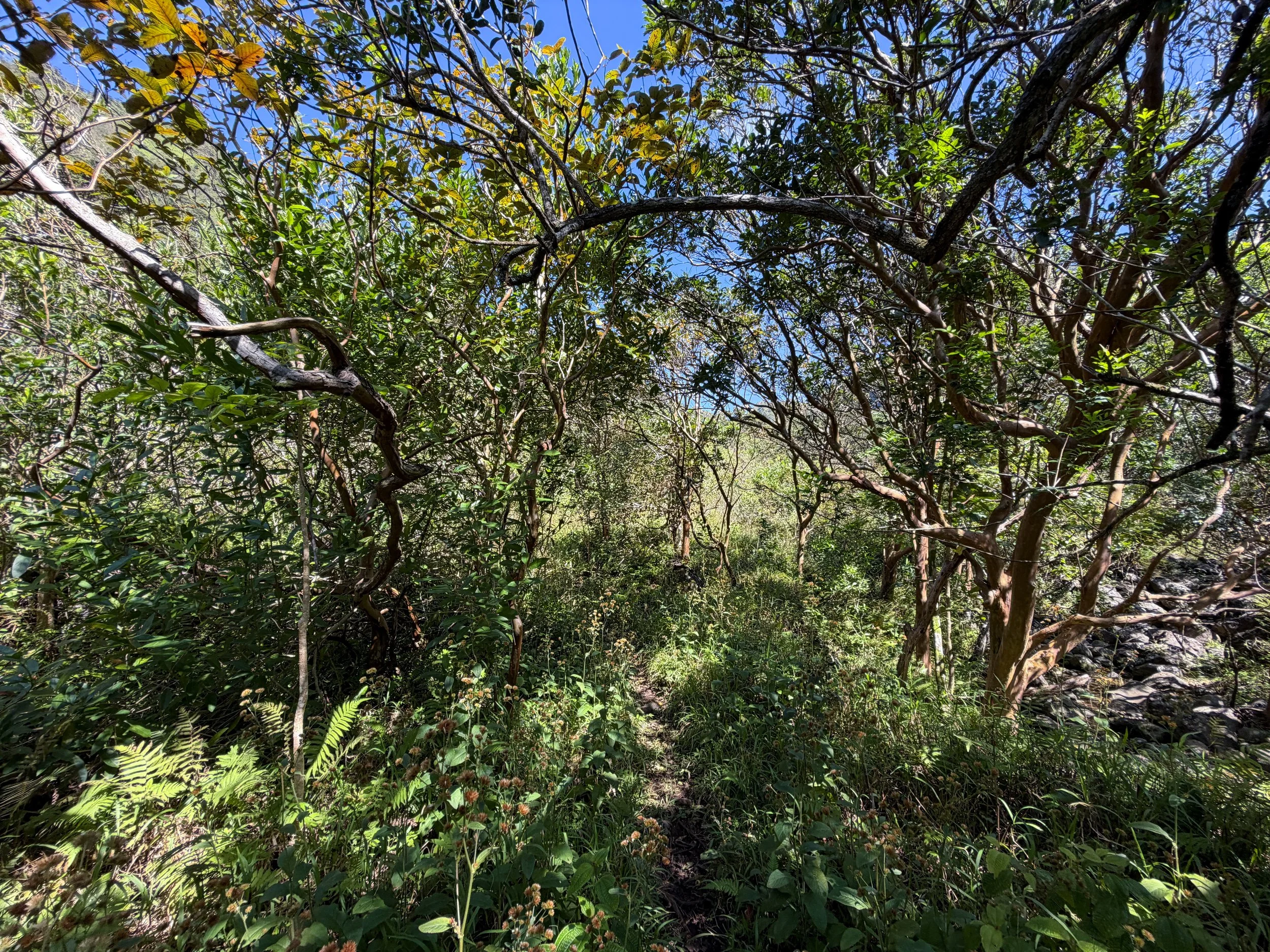 Kulanaahane Trail Oahu Hawaii