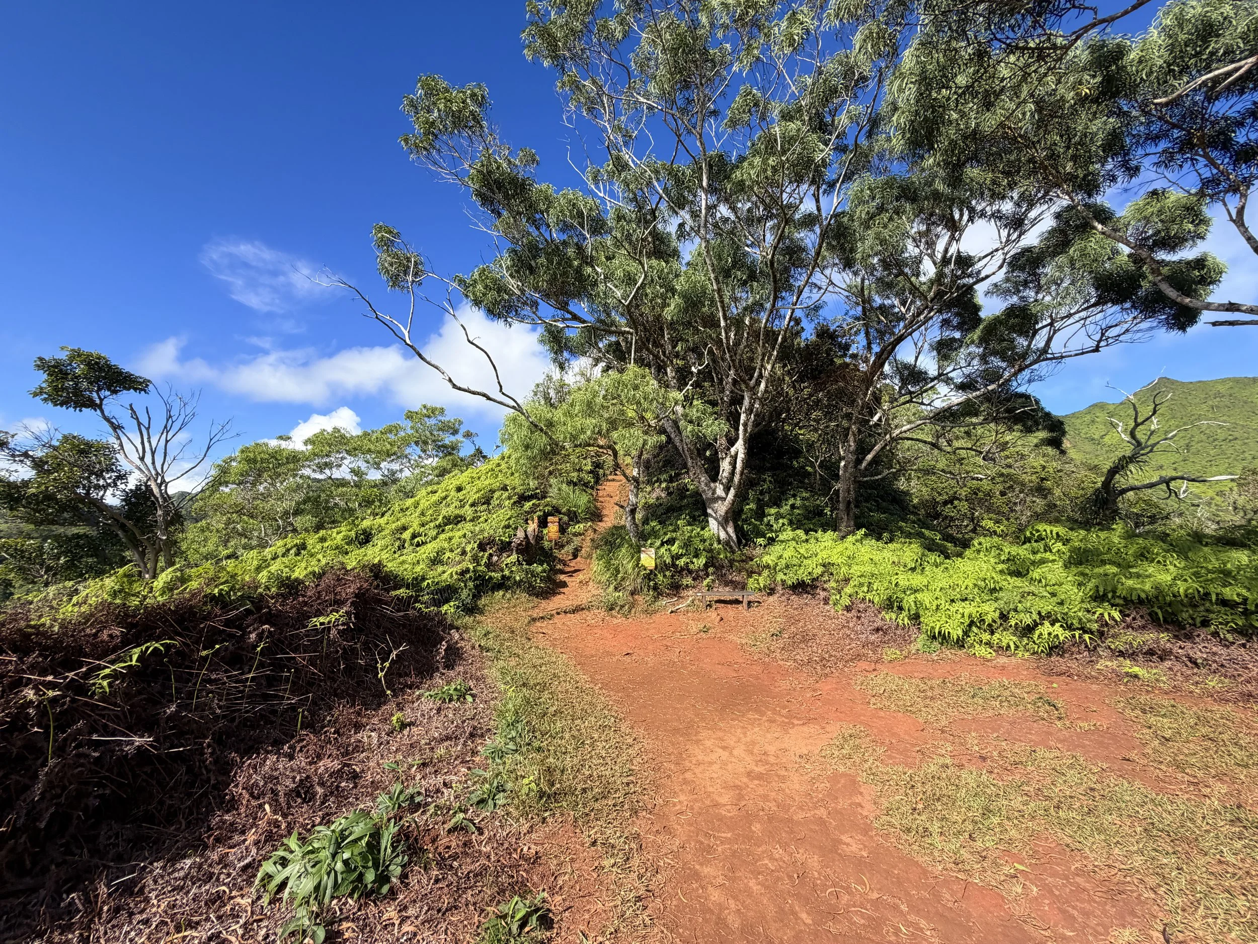 Wiliwilinui Ridge Trail Oahu Hawaii