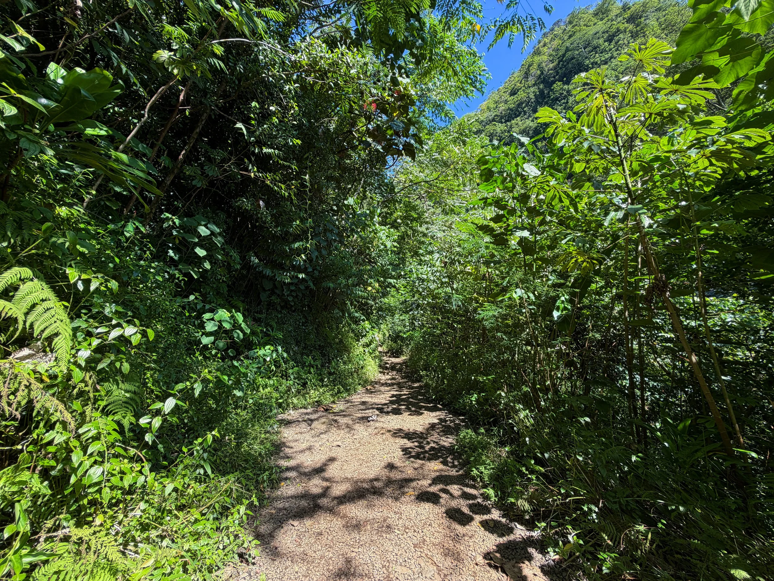 Manoa Falls Trail Oahu Hawaii