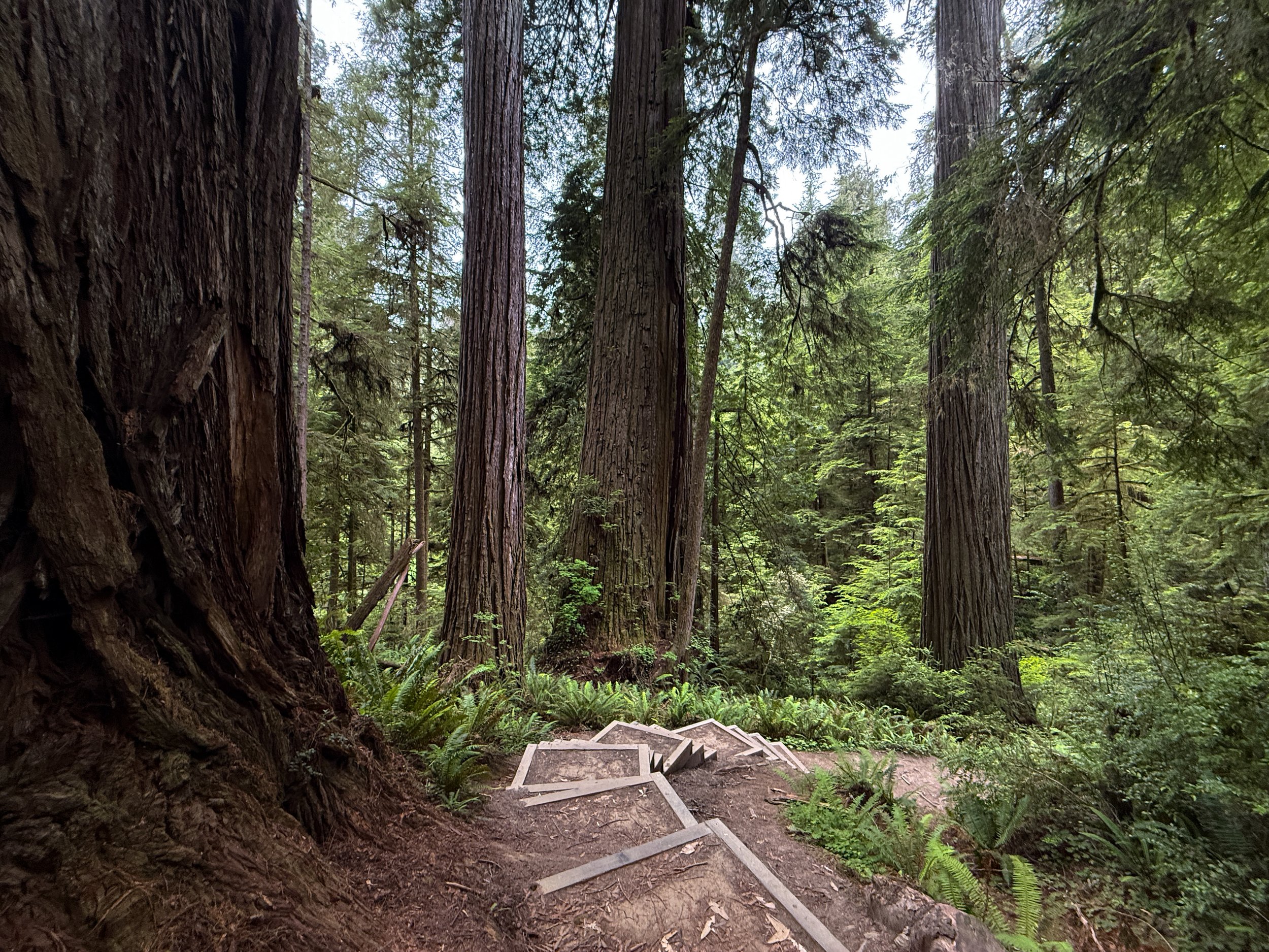 Boy Scout Tree Hike Jedediah Smith Redwoods State Park California