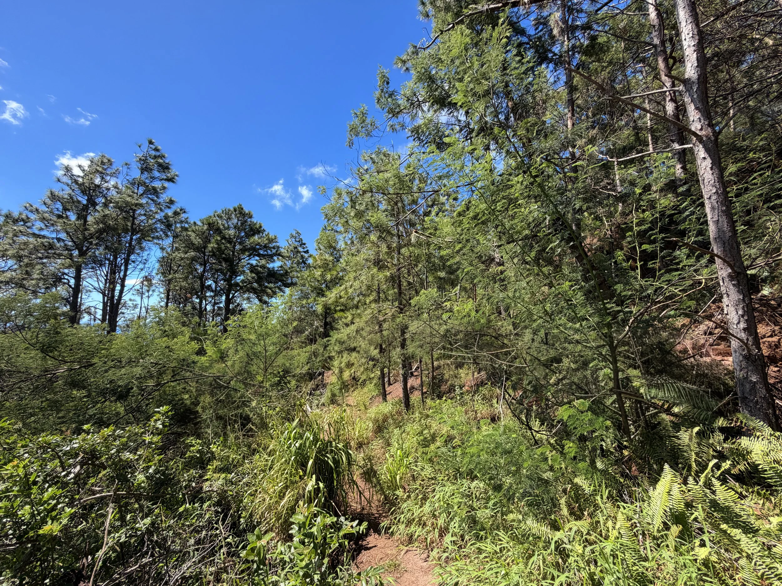 Kuaokala Trail Oahu Hawaii
