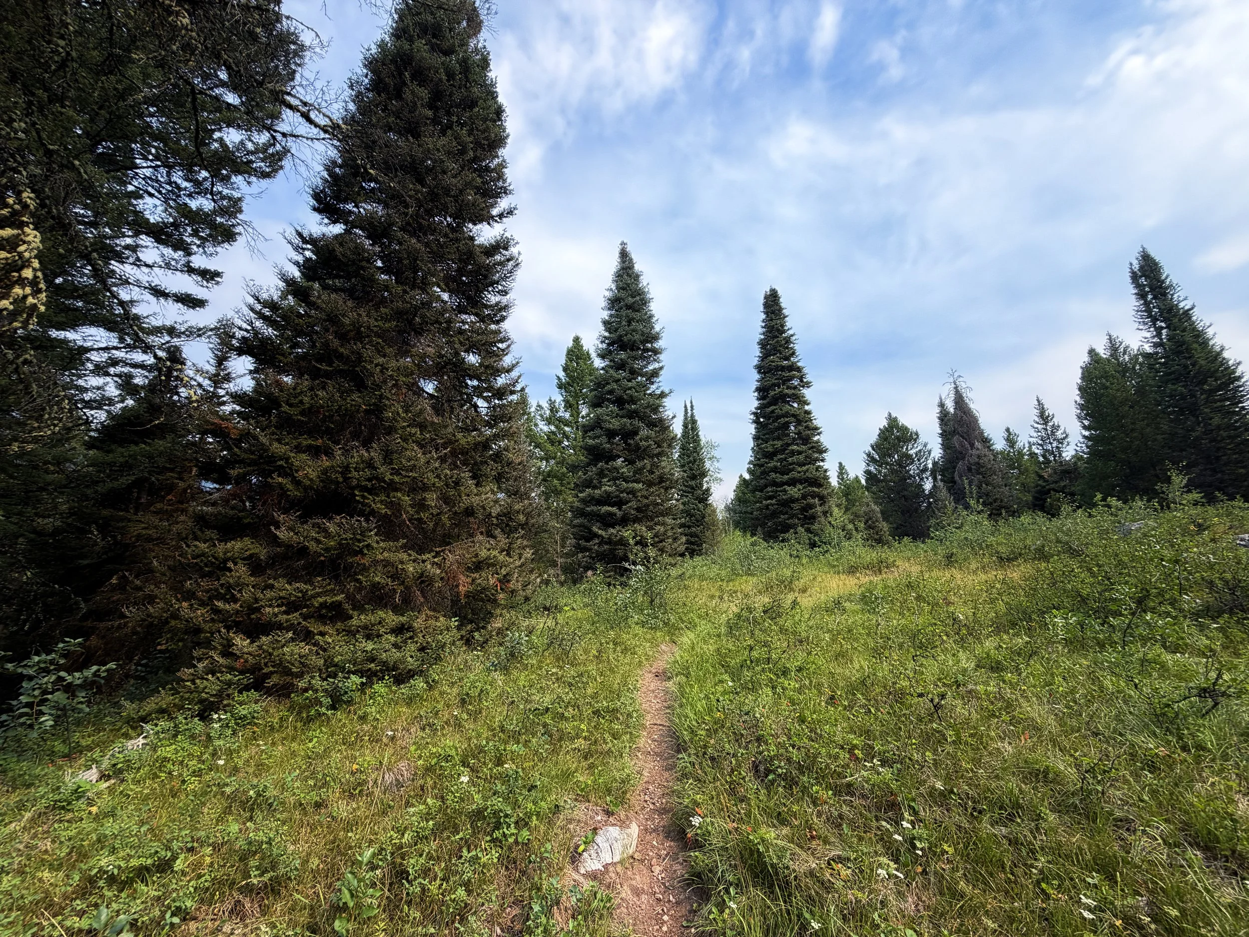 Aspen Ridge Loop Trail Grand Teton National Park Wyoming