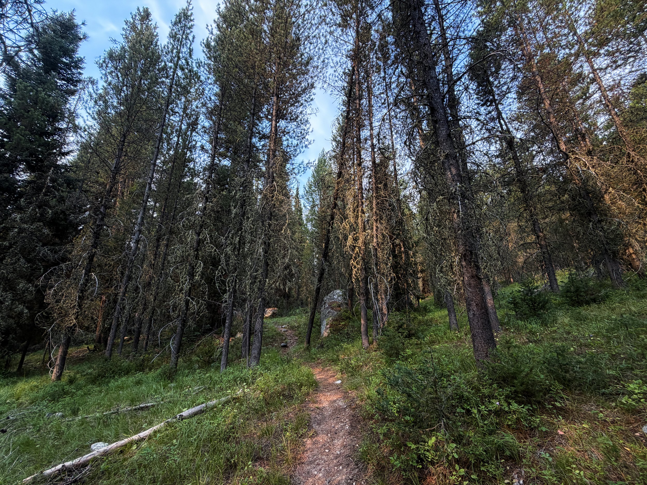 Aspen–Boulder Ridge Loop Trail Grand Teton National Park Wyoming