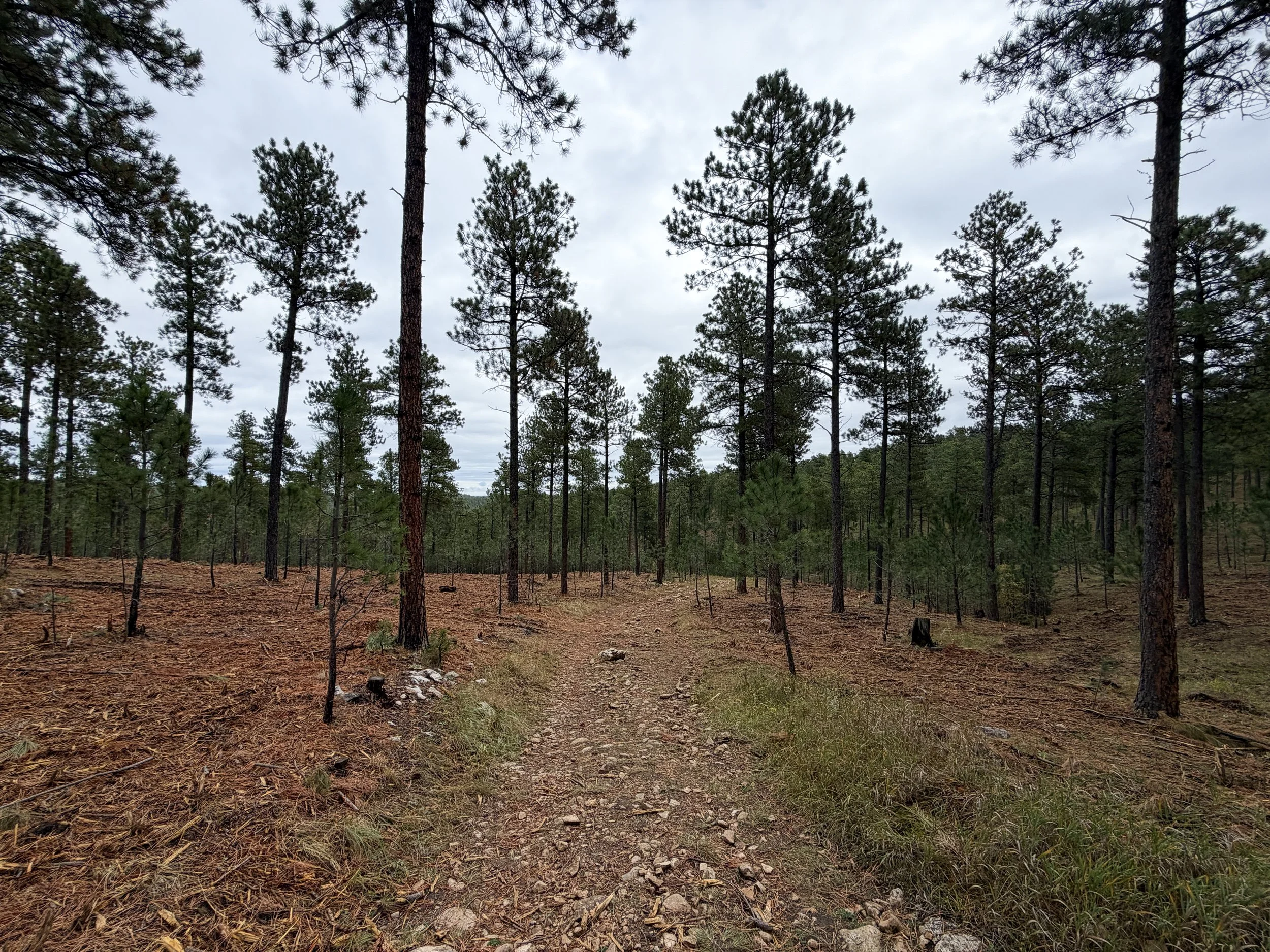 Buzzards Roost Loop Hike Black Hills Rapid City South Dakota