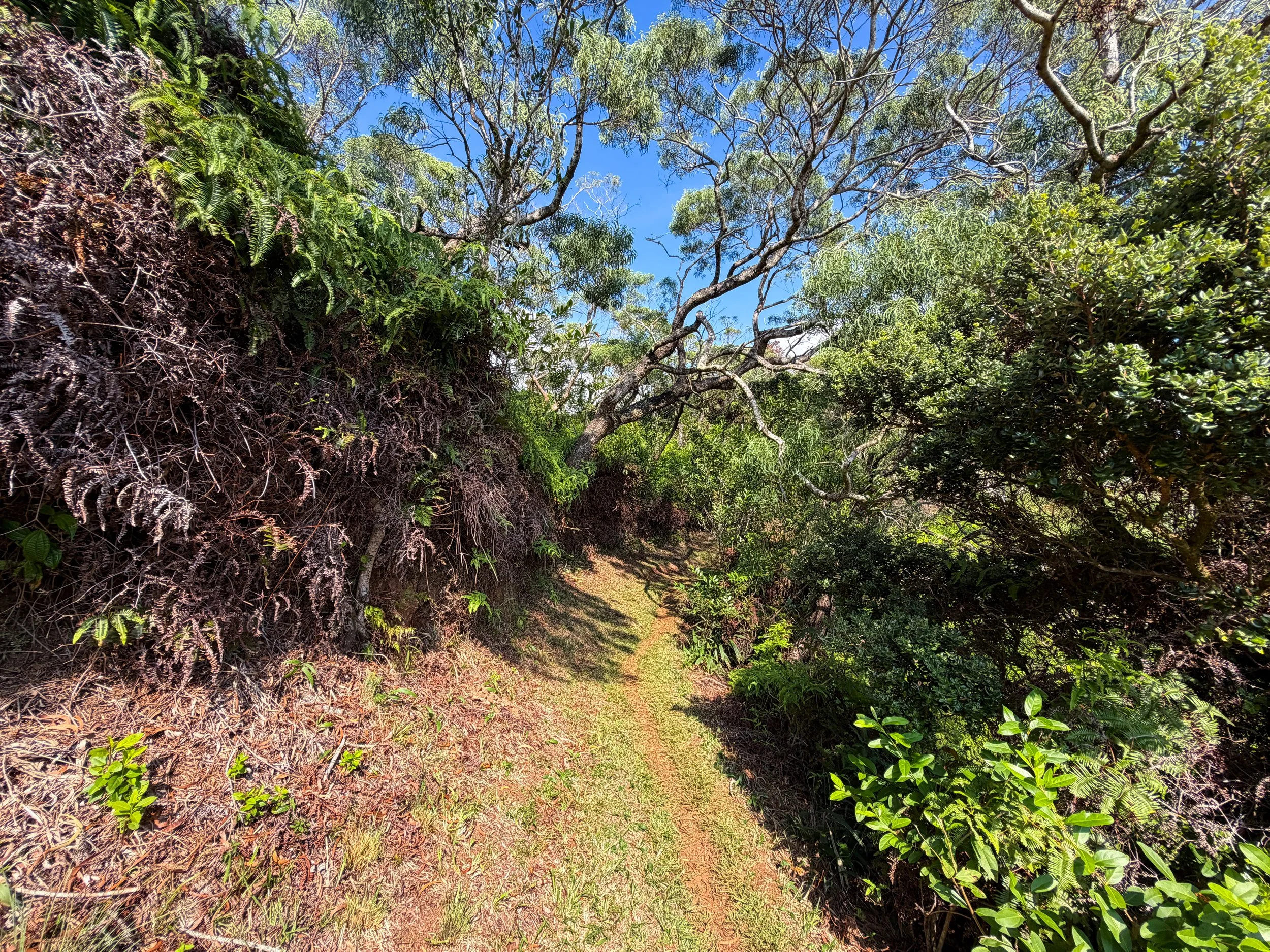 Nuuanu Trail Oahu Hawaii