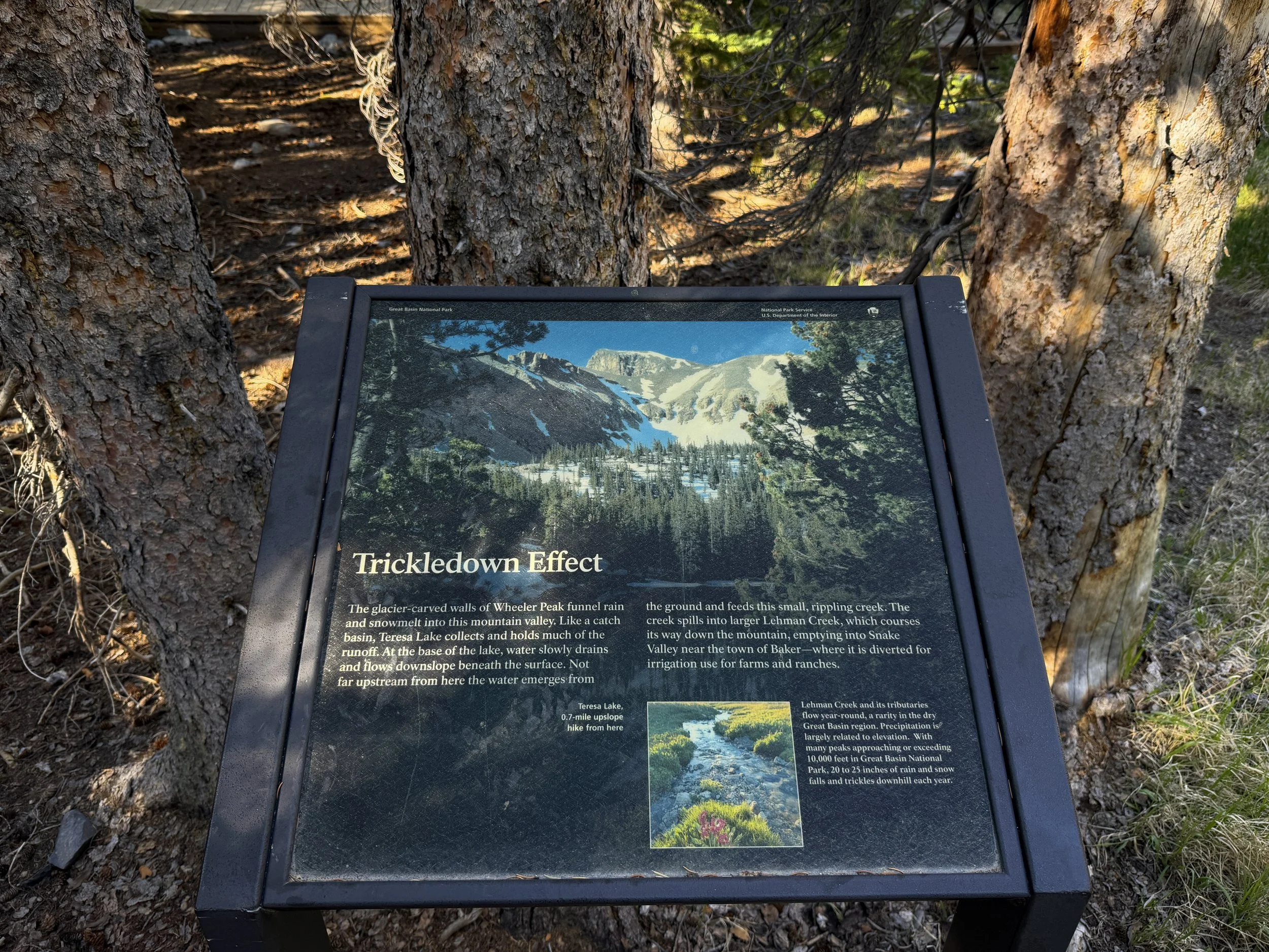 Island Forest Trail Great Basin National Park Nevada