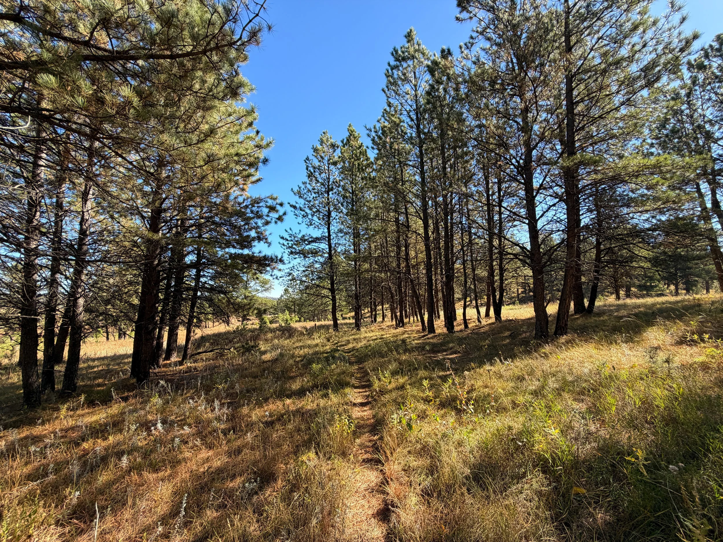 Sanctuary Trail Wind Cave National Park South Dakota