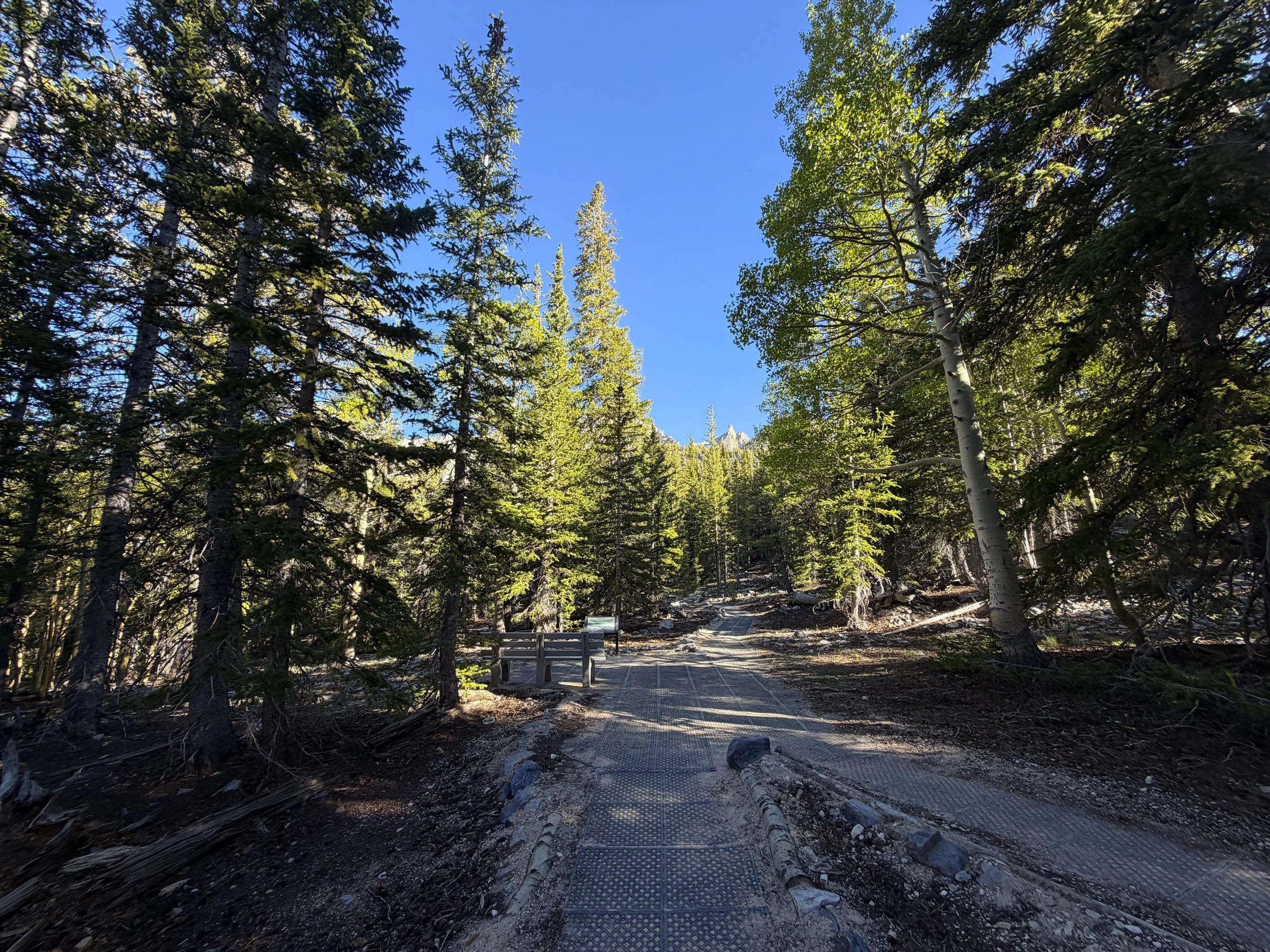 Island Forest Loop Trail Great Basin National Park Nevada