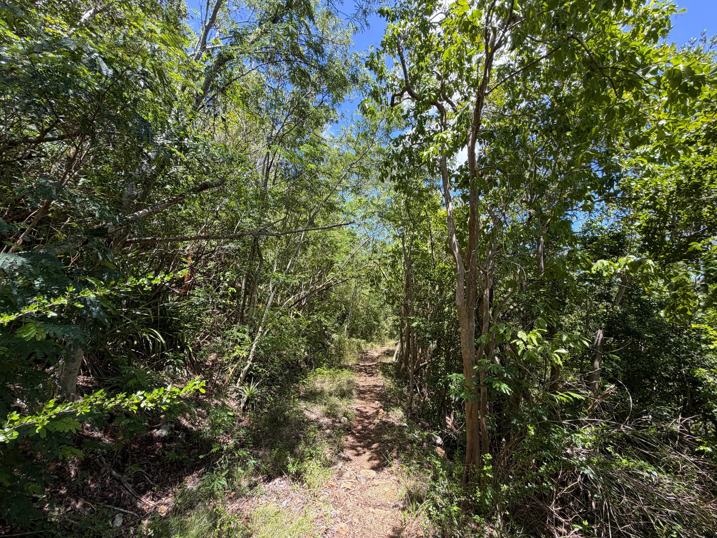 L'Esperance Trail to Reef Bay Virgin Islands National Park