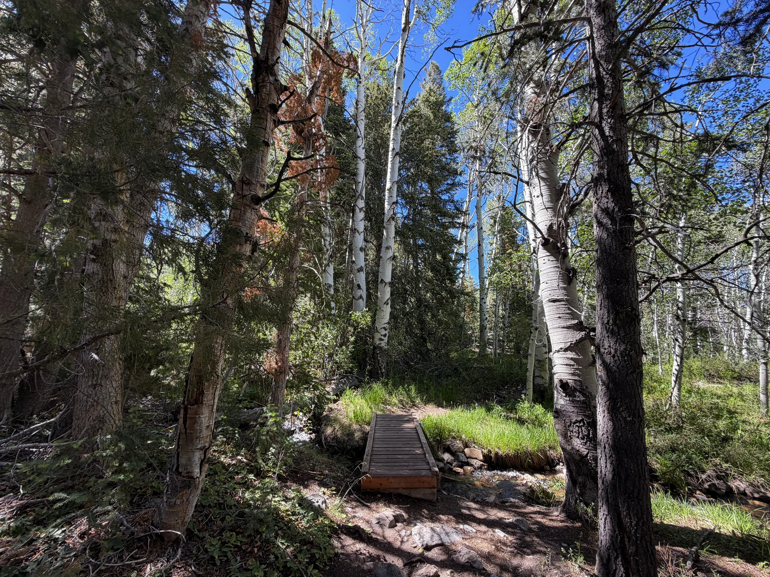 Baker Creek Loop Trail Great Basin National Park Nevada