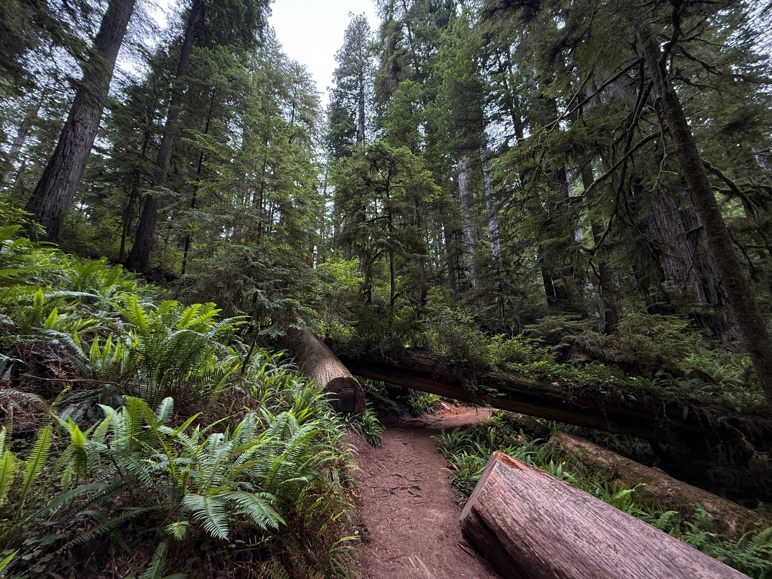 Boy Scout Tree Trail Jedediah Smith Redwoods State Park California