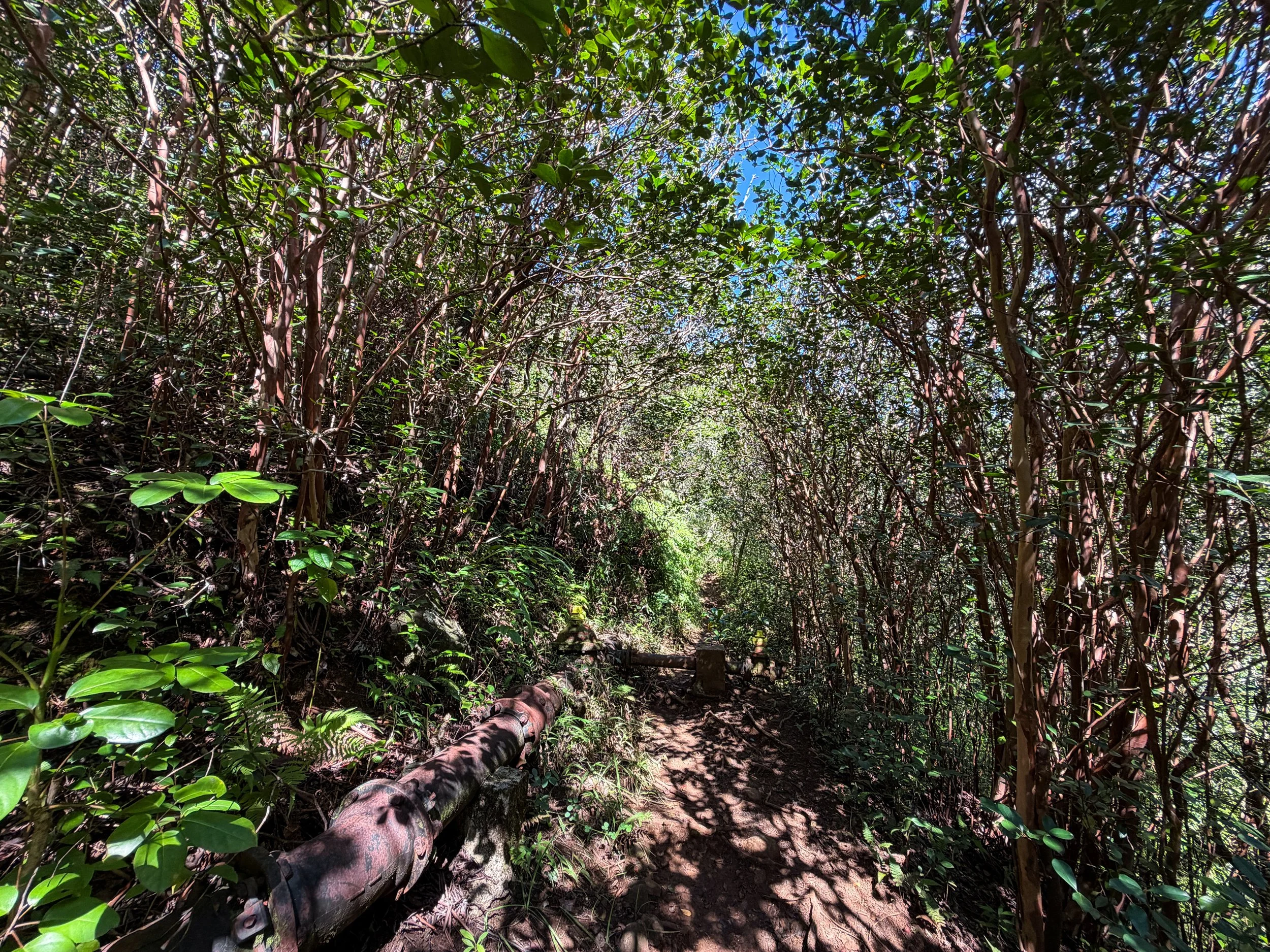 Kaau Crater Loop Trail Oahu Hawaii