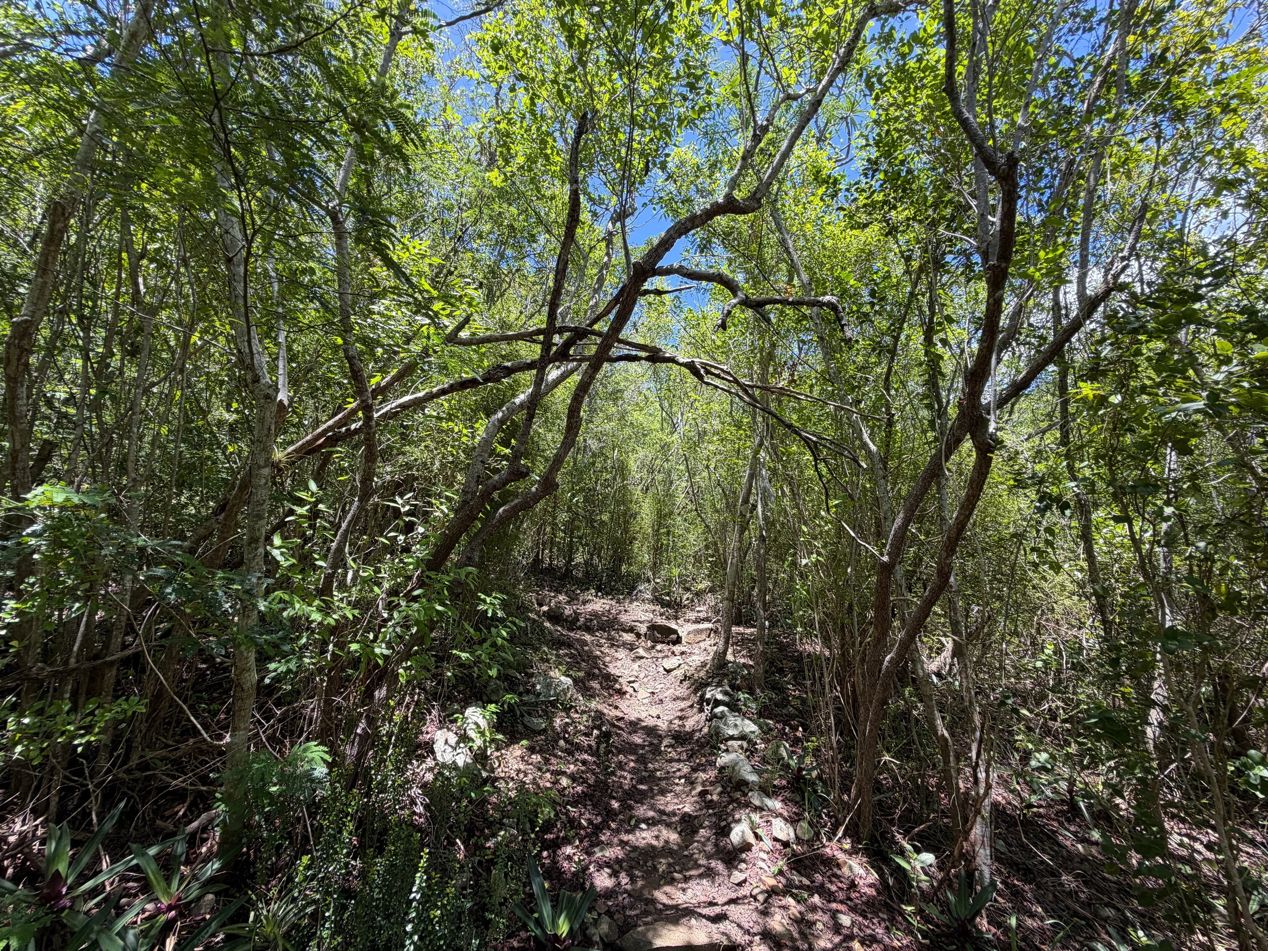 Caneel Hill Trail Virgin Islands National Park
