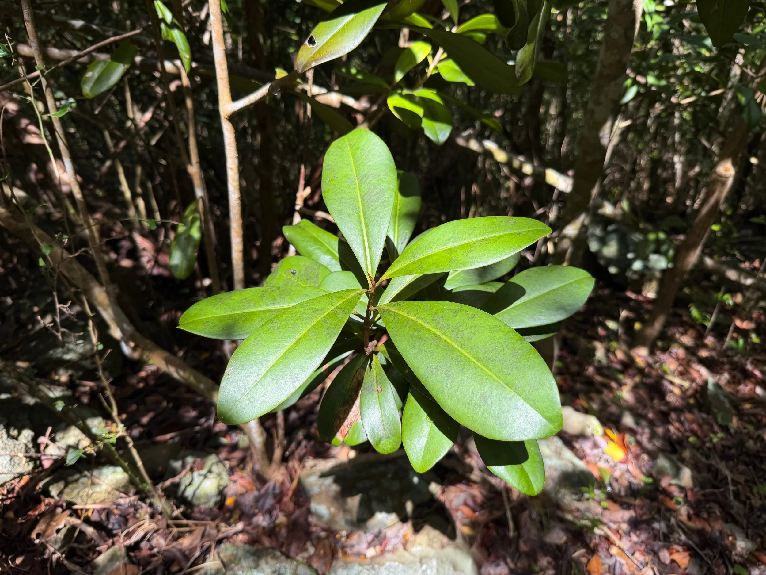 Mamayuelo Ardisia obovata