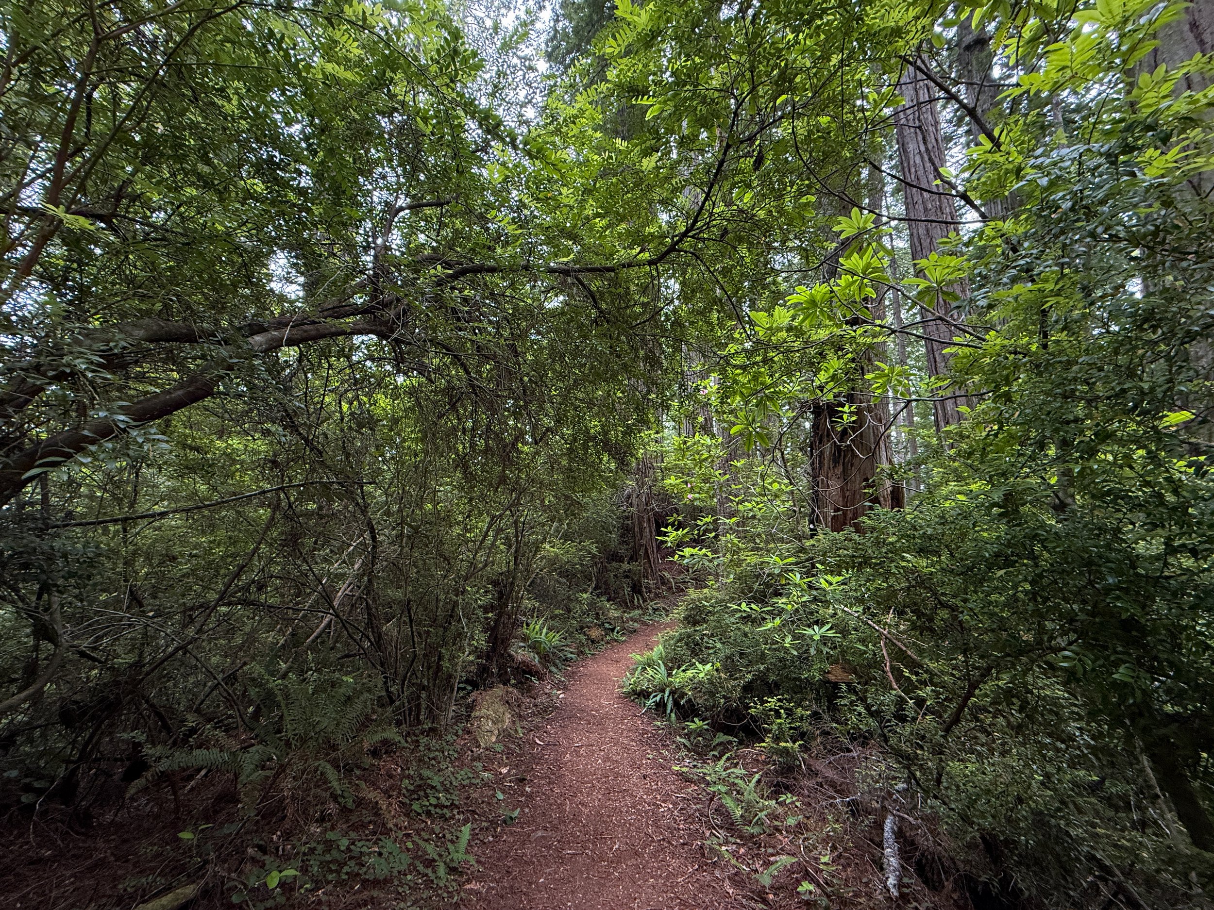Damnation Creek Hike Del Norte Coast Redwoods State Park California