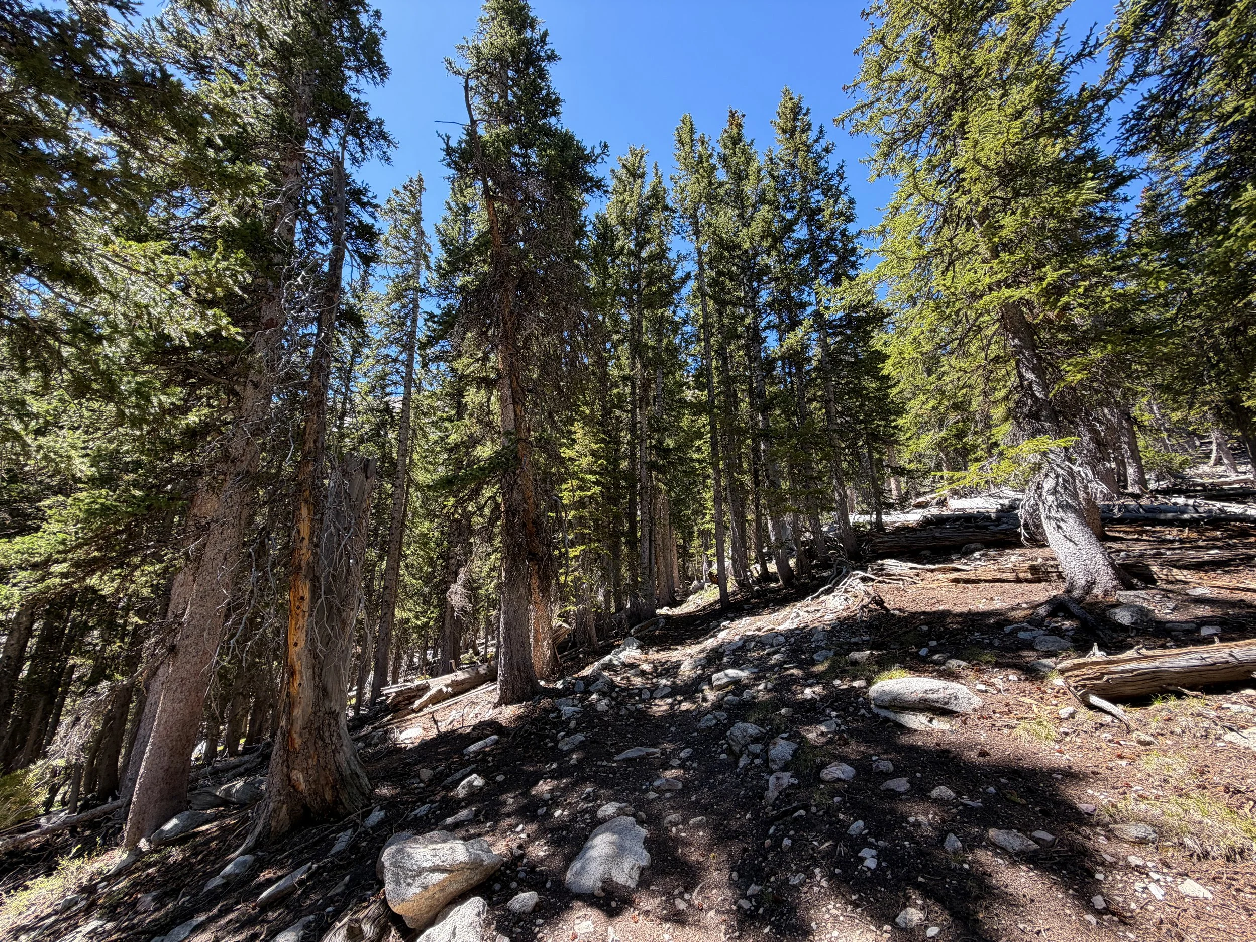 Baker Lake Trail Great Basin National Park Nevada