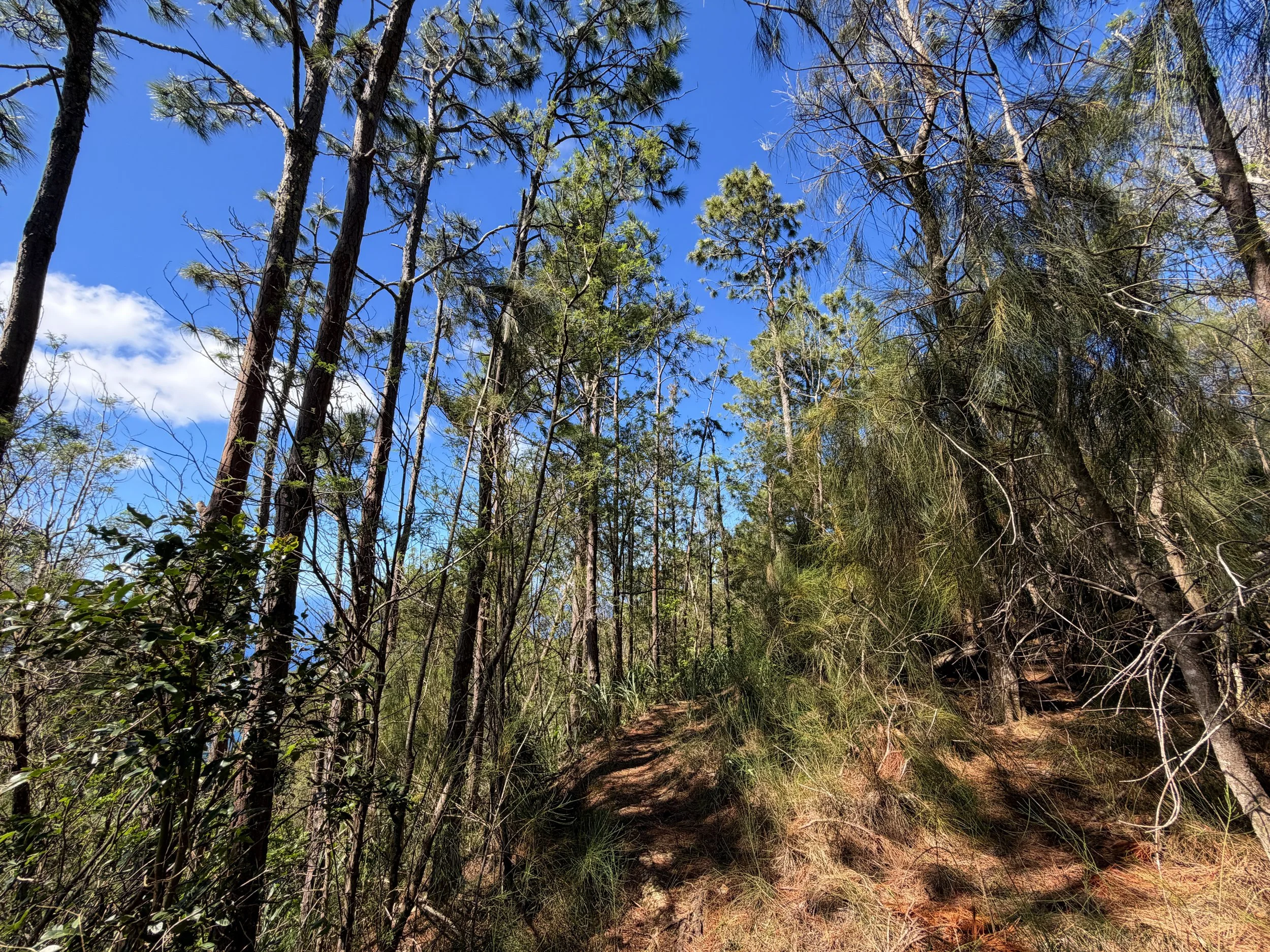 Kuaokala Trail Oahu Hawaii
