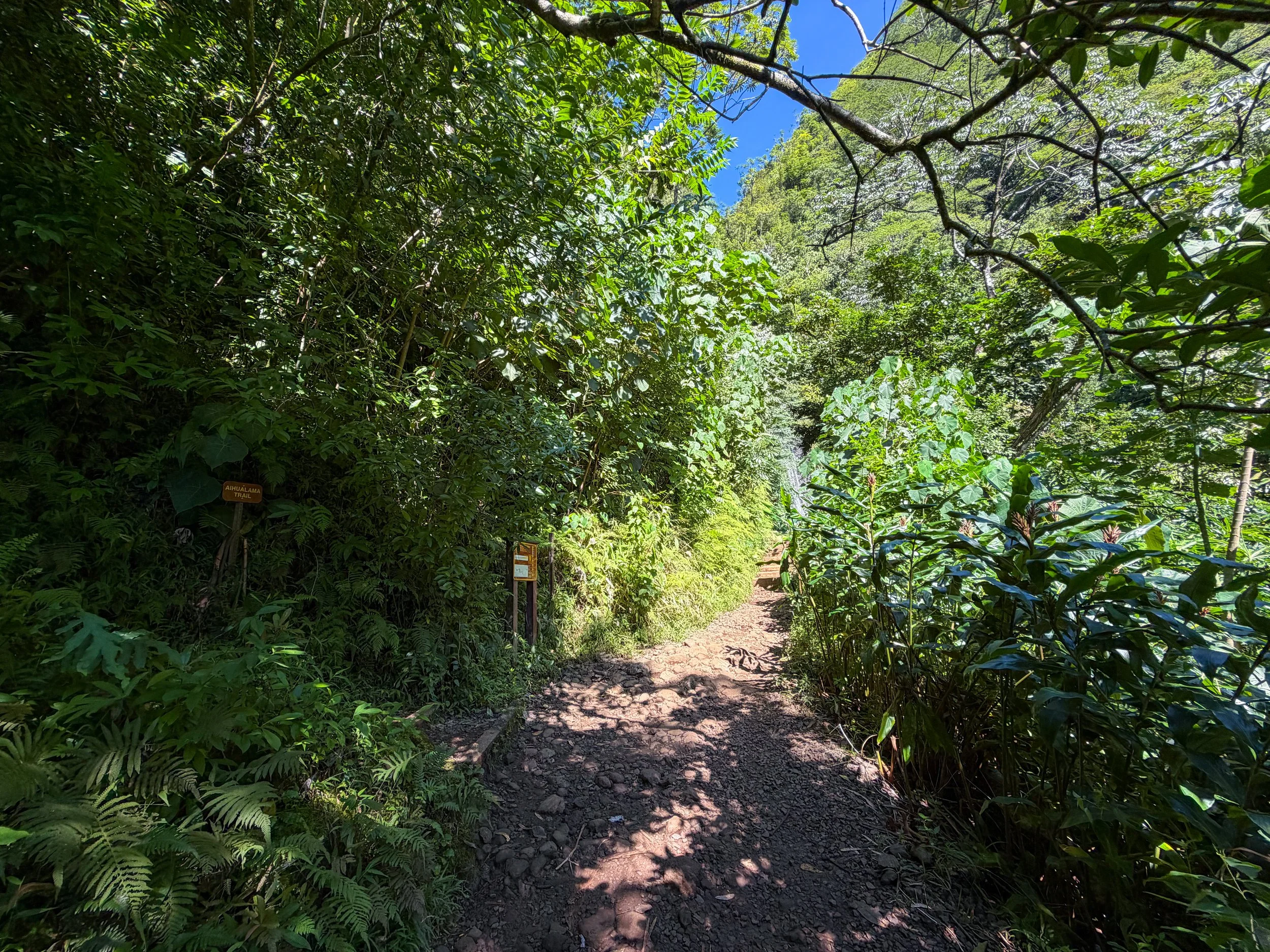 Manoa Falls Trail Oahu Hawaii