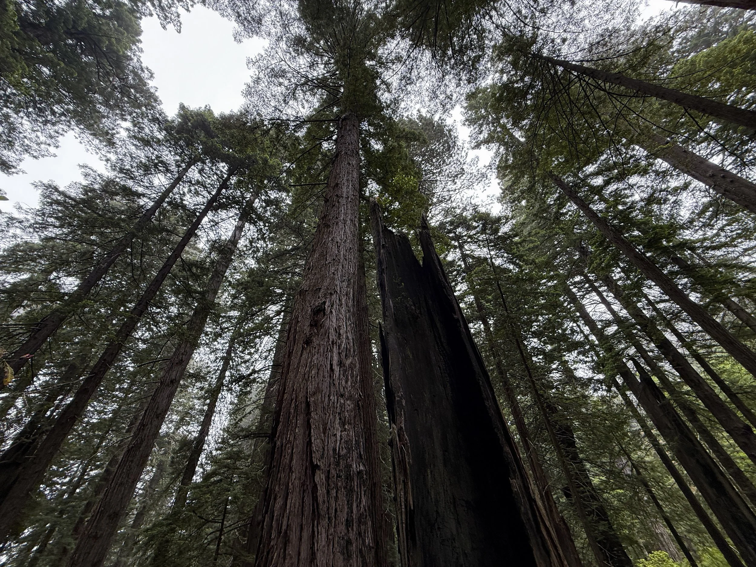 Coastal Redwood Sequoia sempervirens