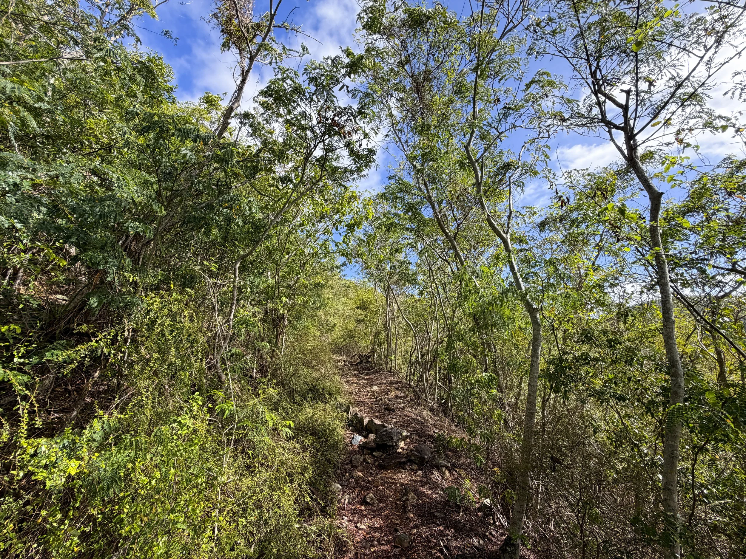 Bordeaux Mountain Hike Virgin Islands National Park
