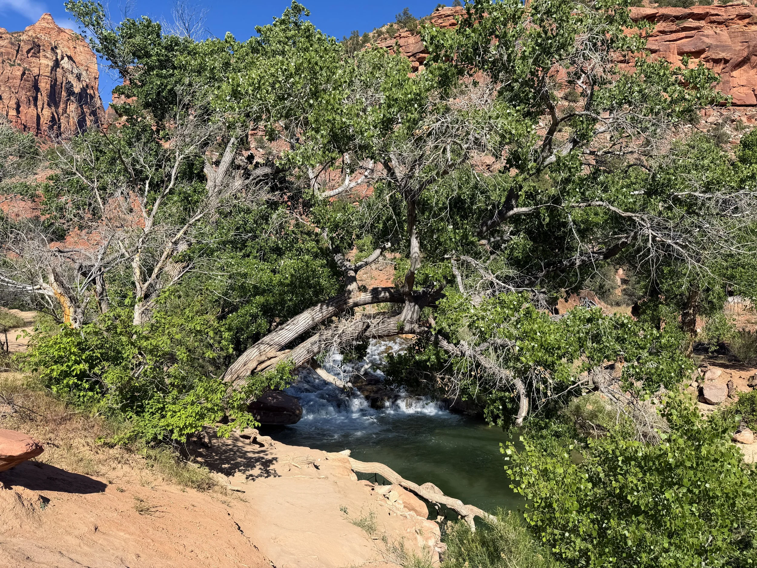 Parus Bike Trail Zion National Park Utah