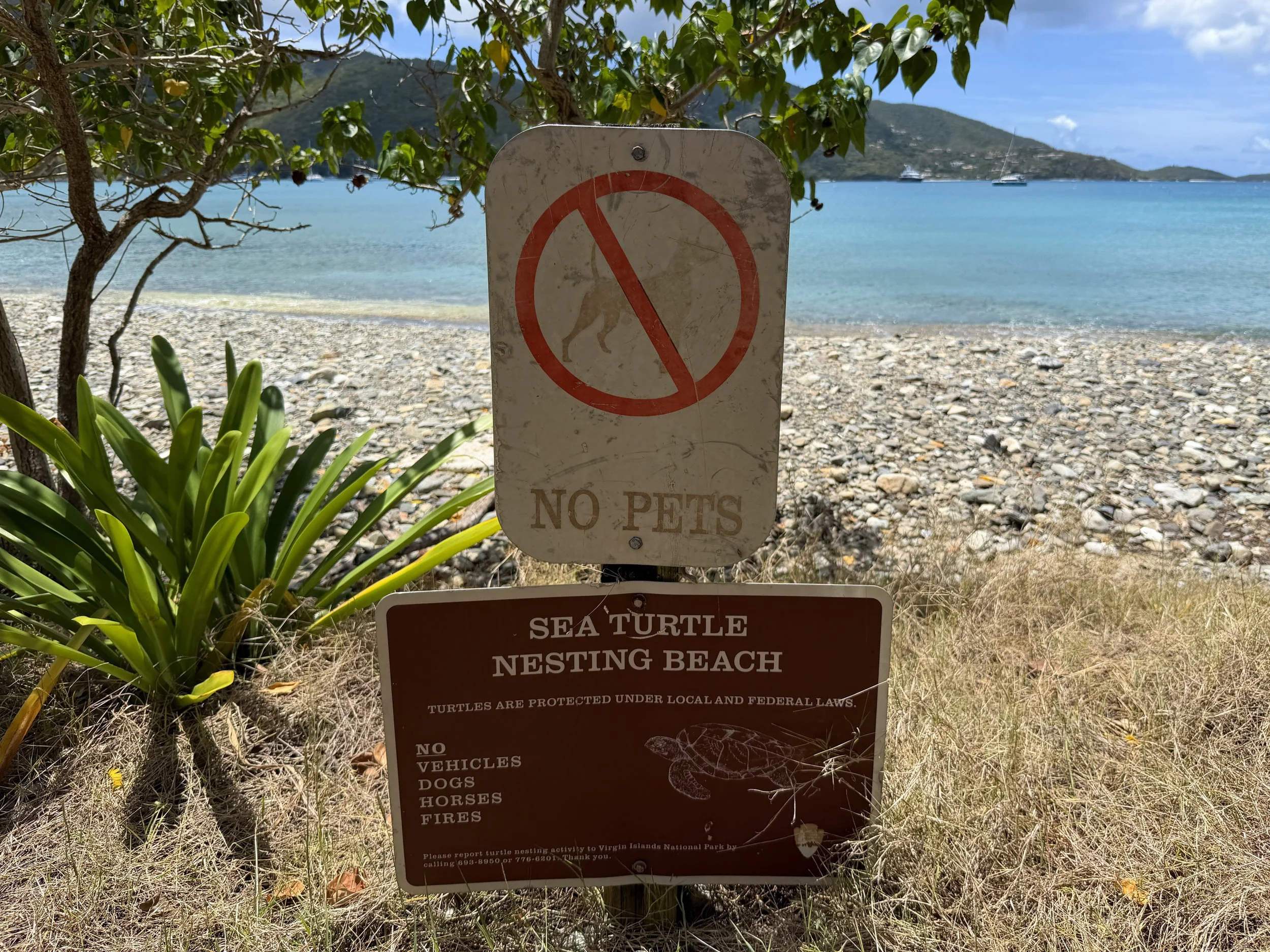 Francis Bay Loop Hike Virgin Islands National Park