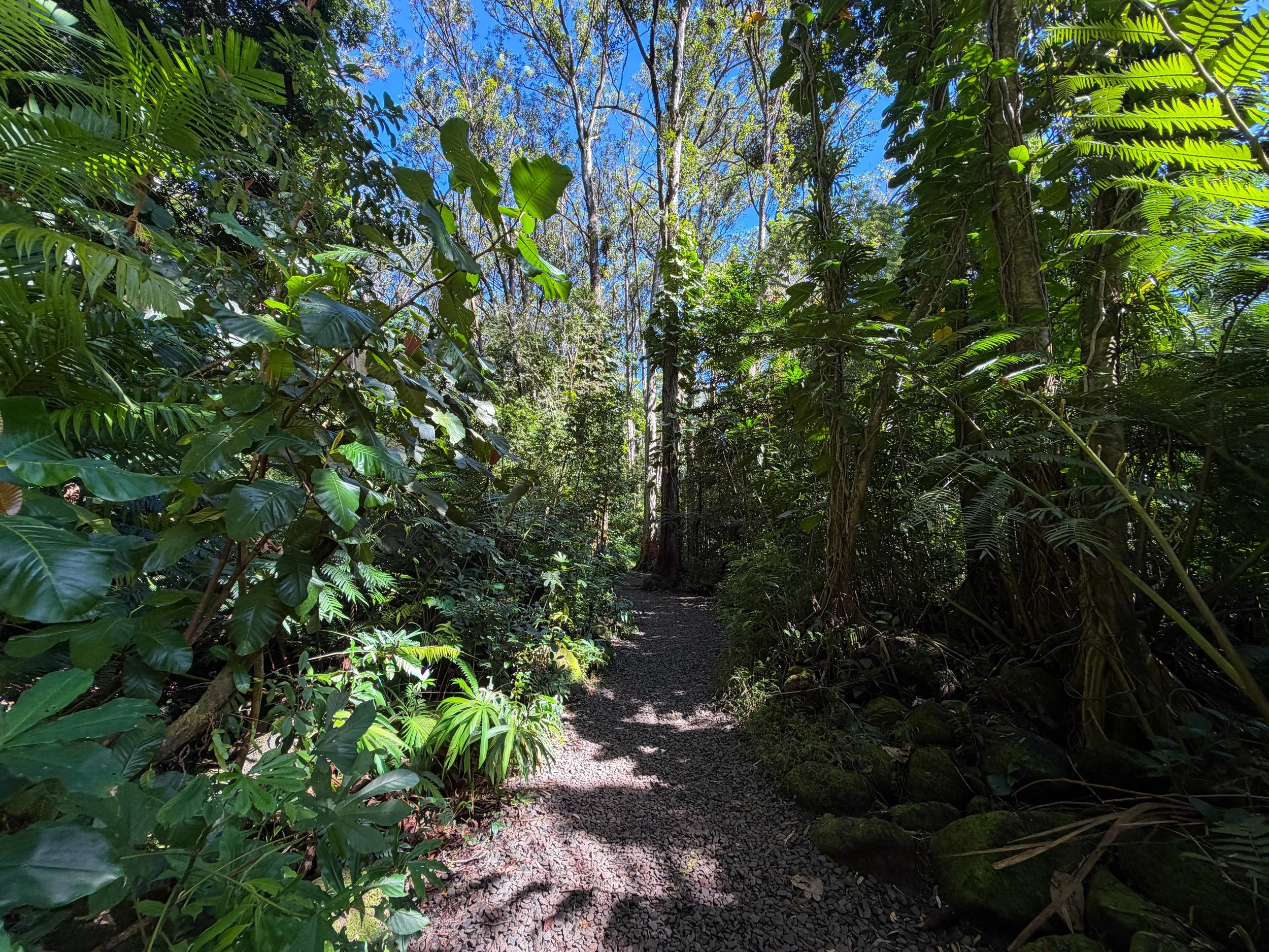 Manoa Falls Trail Oahu Hawaii