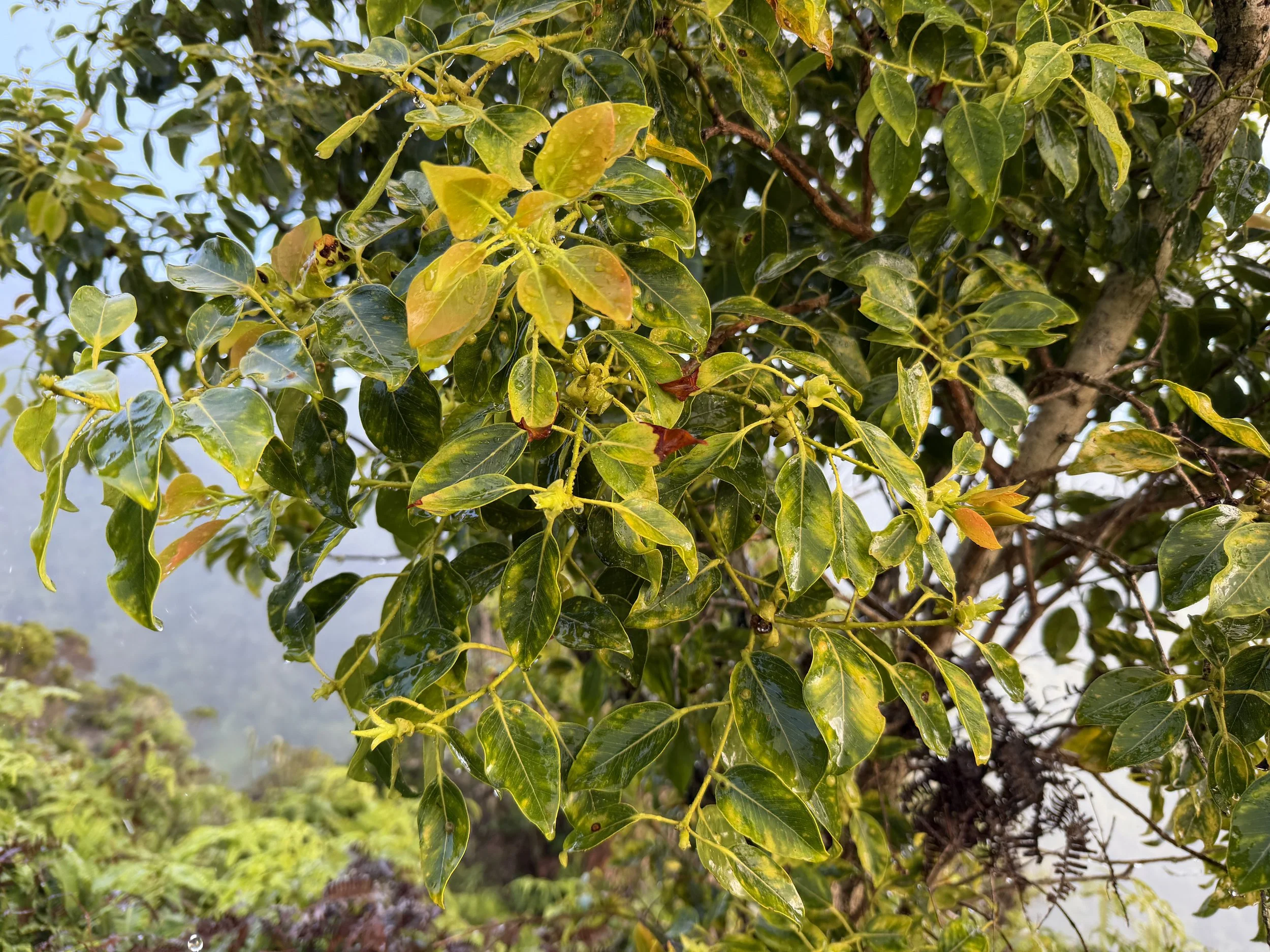 Ohia Metrosideros macropus