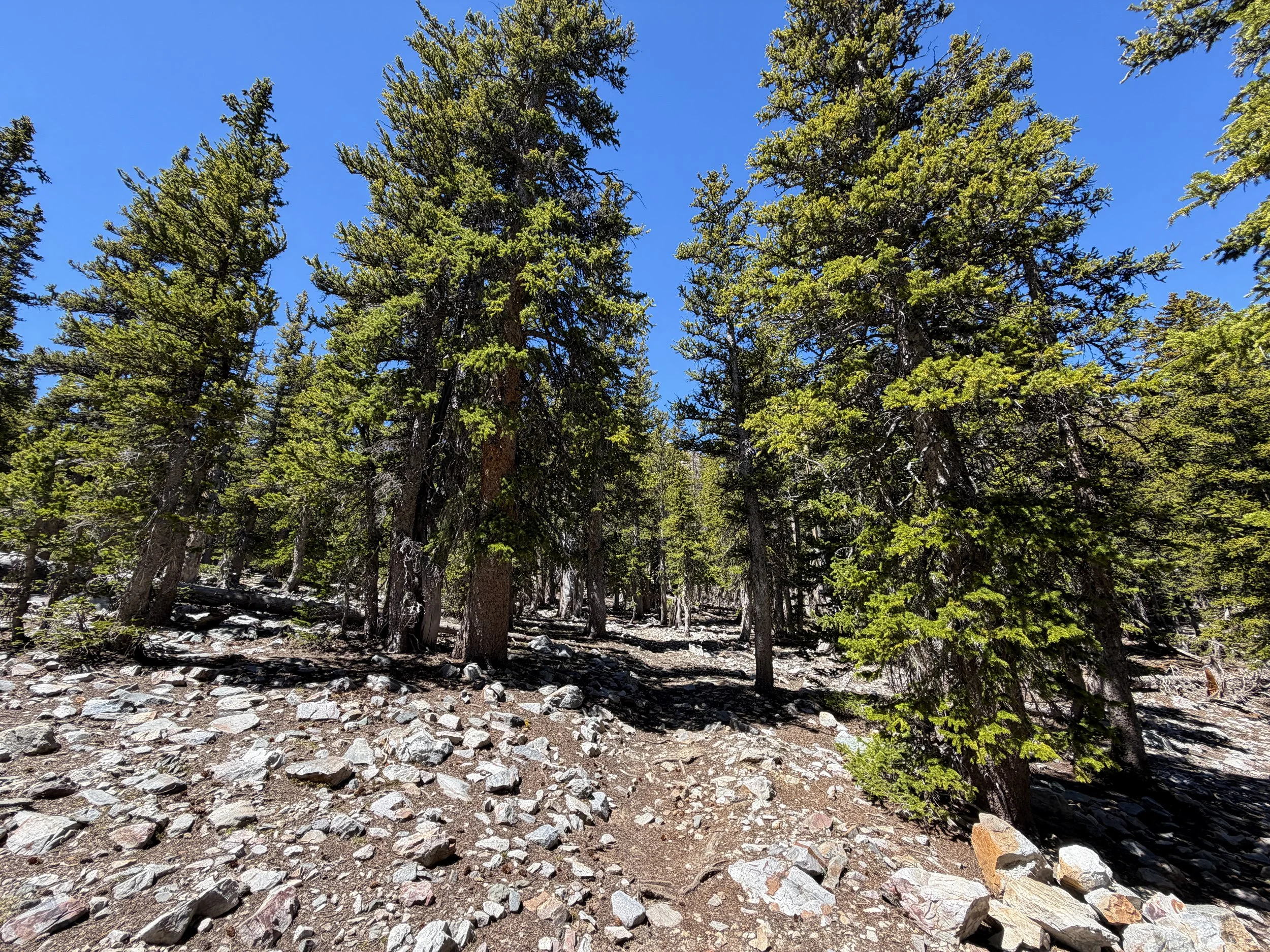 Baker Lake Trail Great Basin National Park Nevada