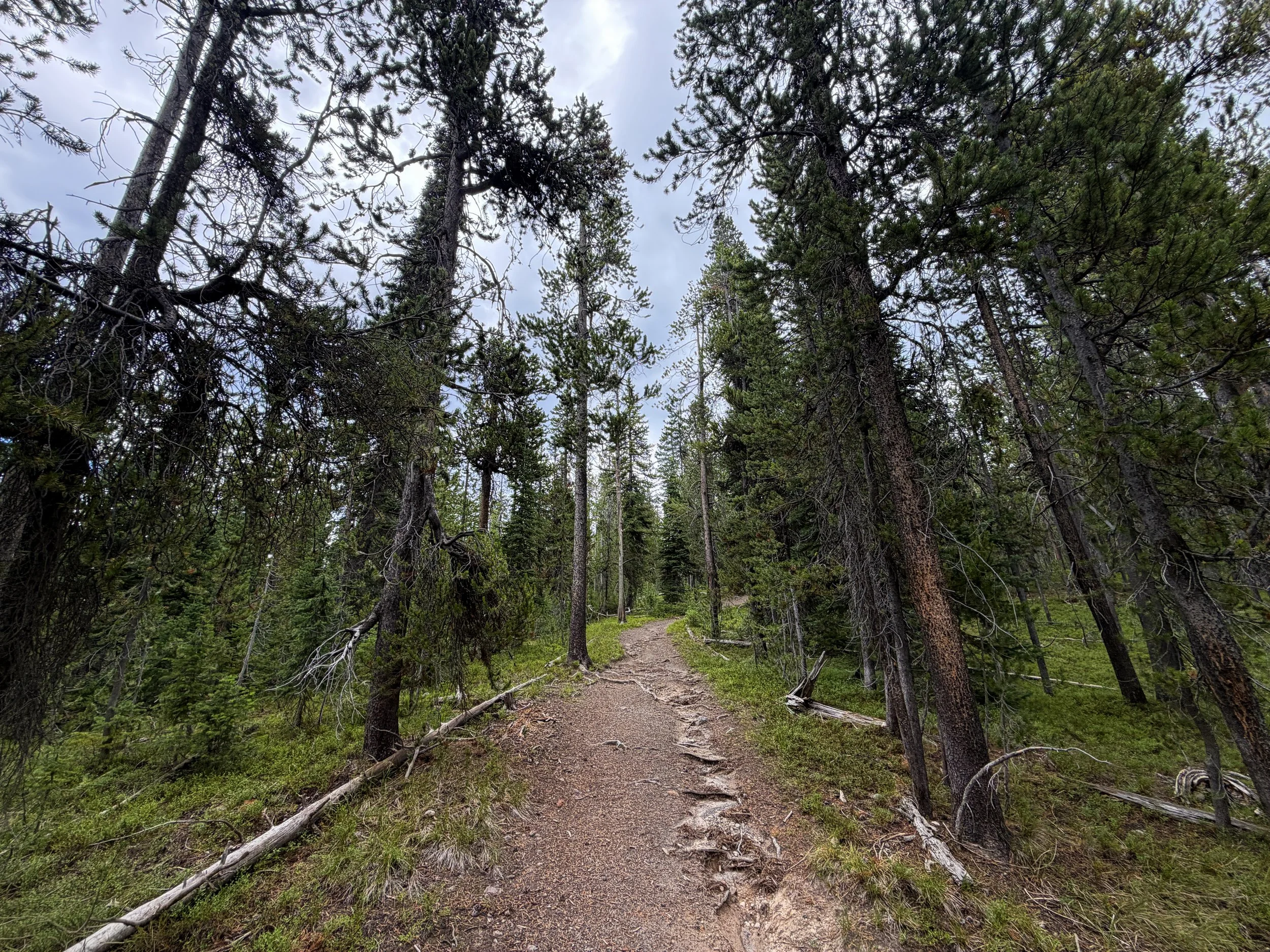 Divide Trail Yellowstone National Park Wyoming