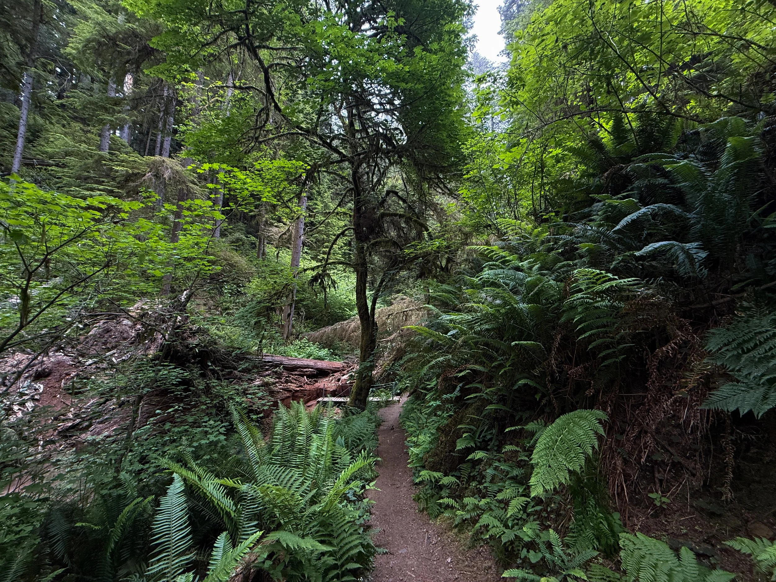 Boy Scout Tree Trail Jedediah Smith Redwoods State Park California