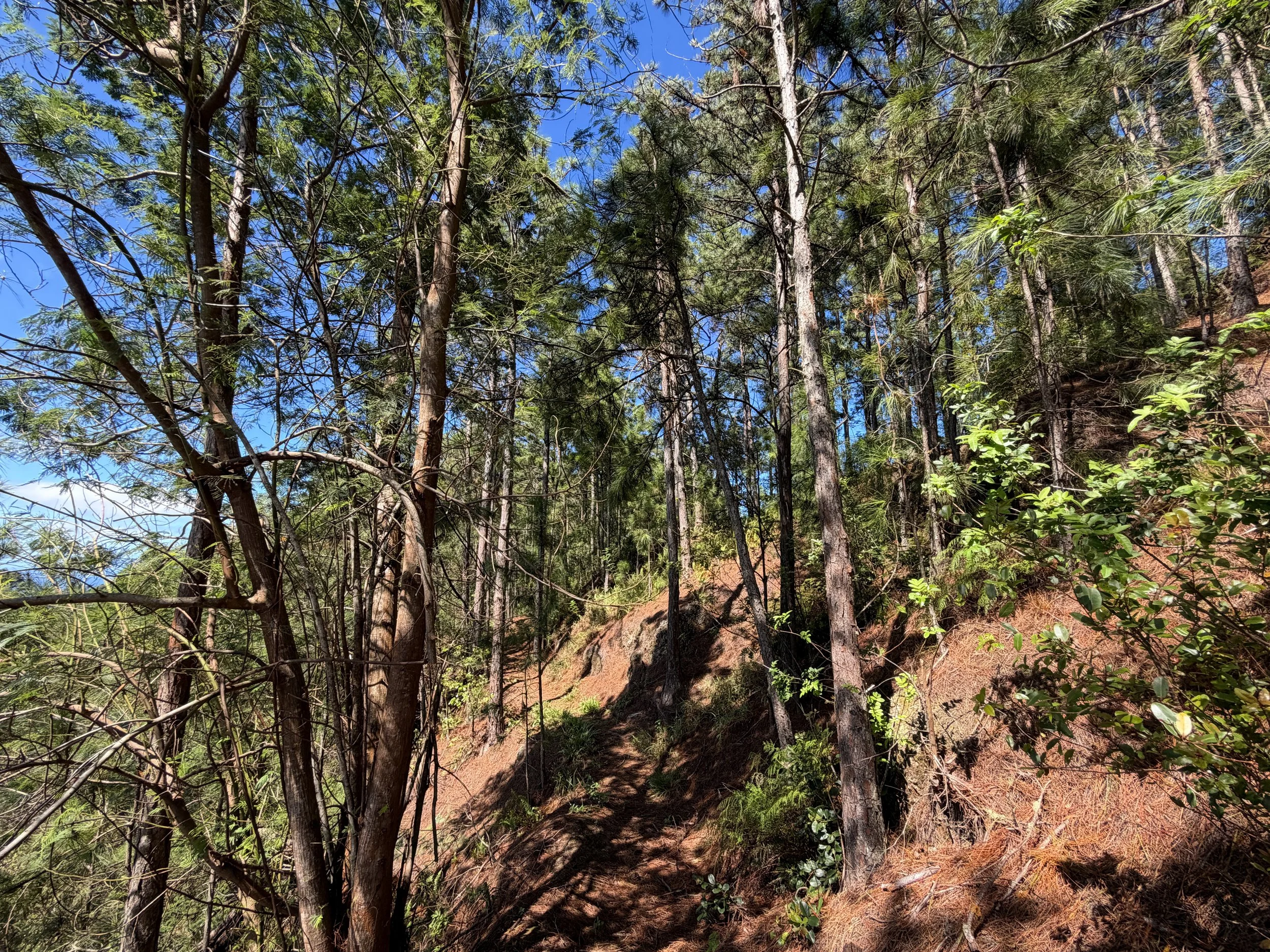 Kuaokala Trail Oahu Hawaii
