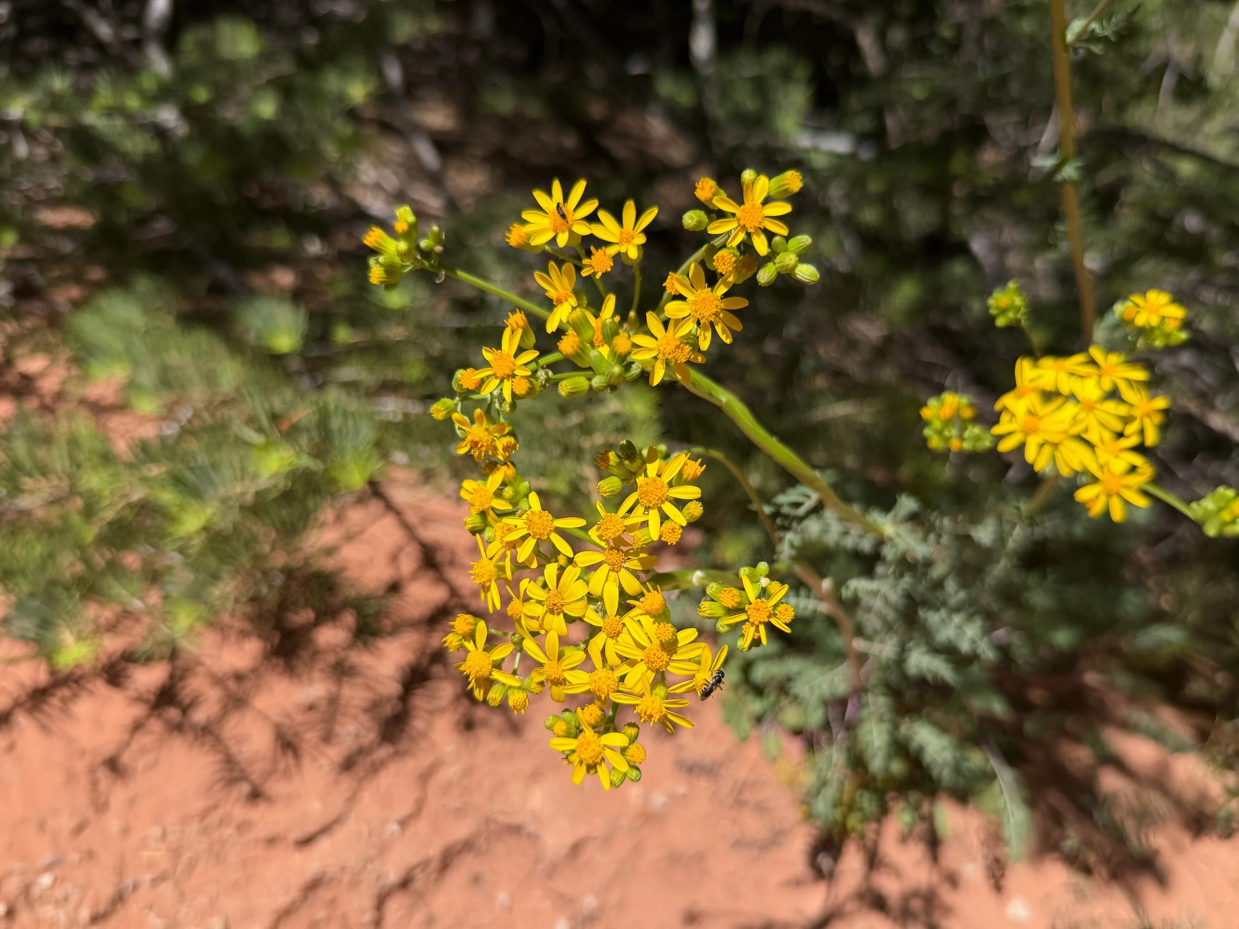 Lobeleaf Groundsel Packera multilobata