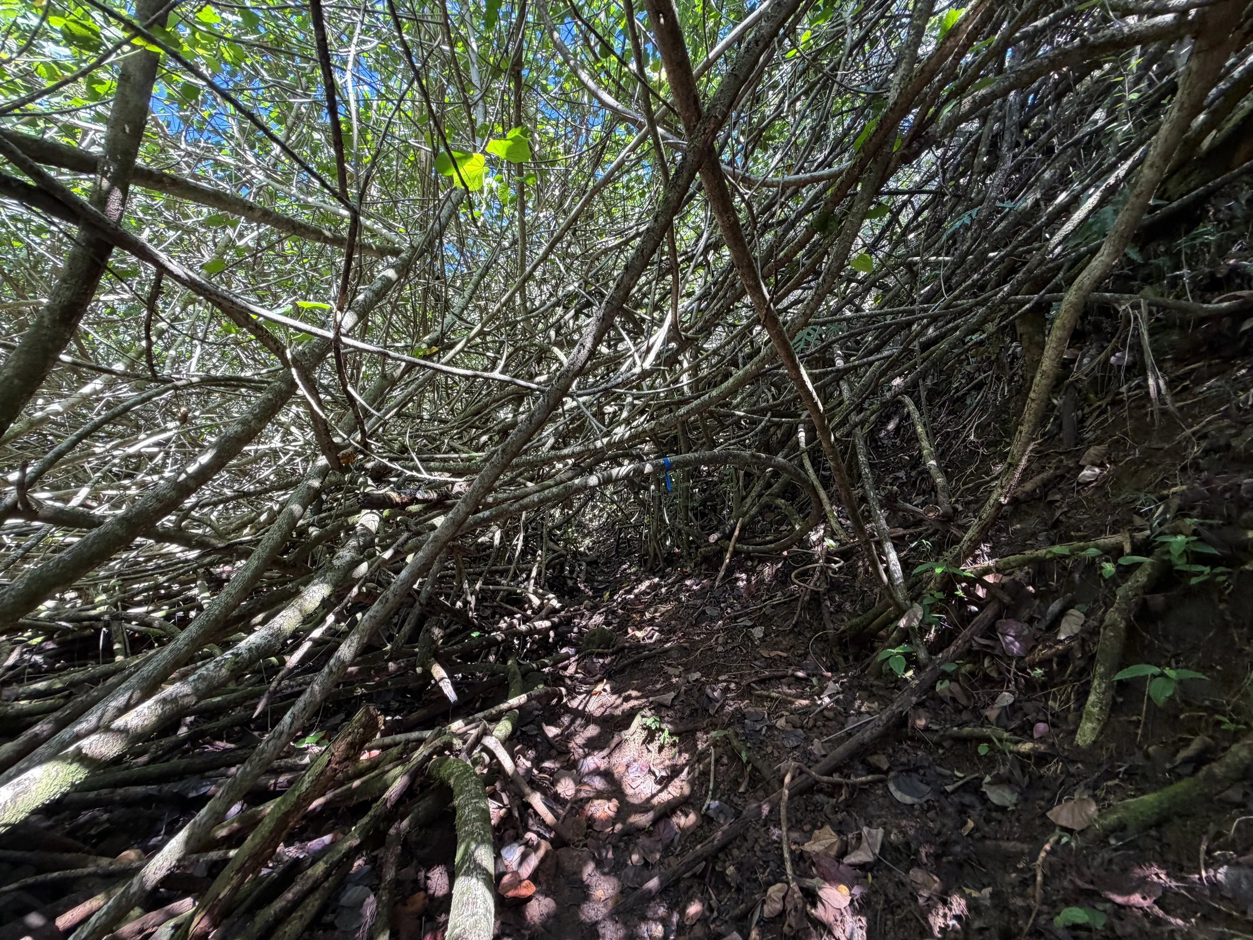 Kulanaahane Hike Oahu Hawaii