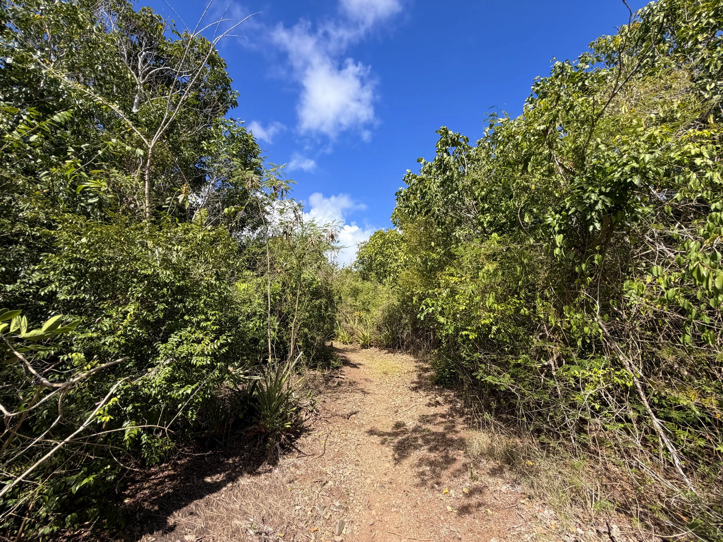 Brown Bay Trail Virgin Islands National Park