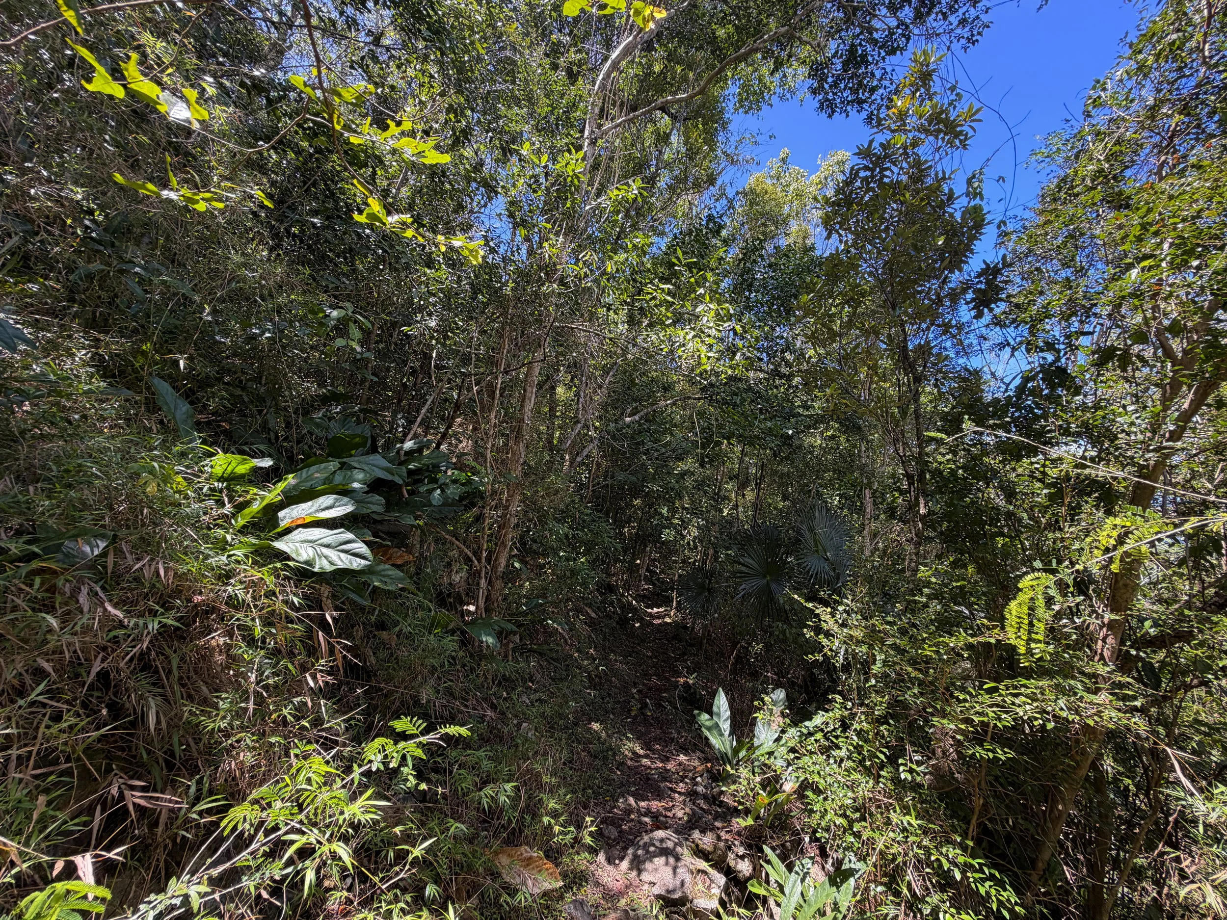 Caneel Hill Trail Virgin Islands National Park