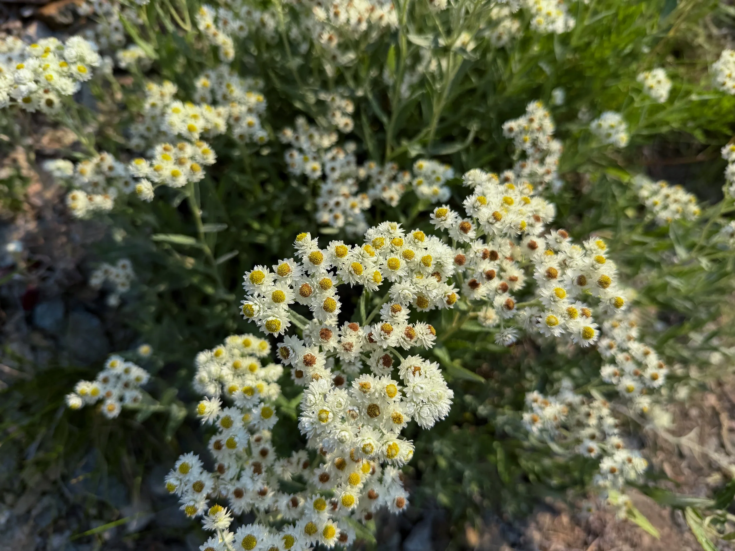Pearly Everlasting Anaphalis margaritacea