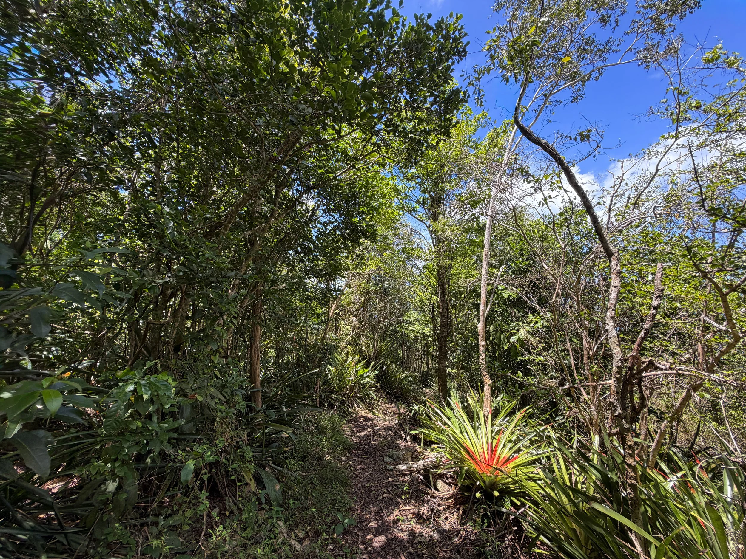 Caneel Hill Trail to North Shore Road Virgin Islands National Park
