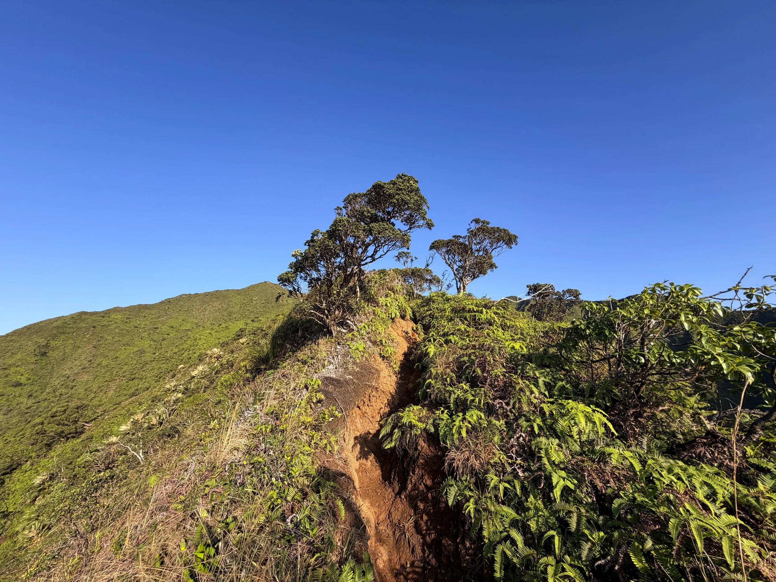 Moanalua Middle Ridge Trail to Stairway to Heaven Oahu Hawaii