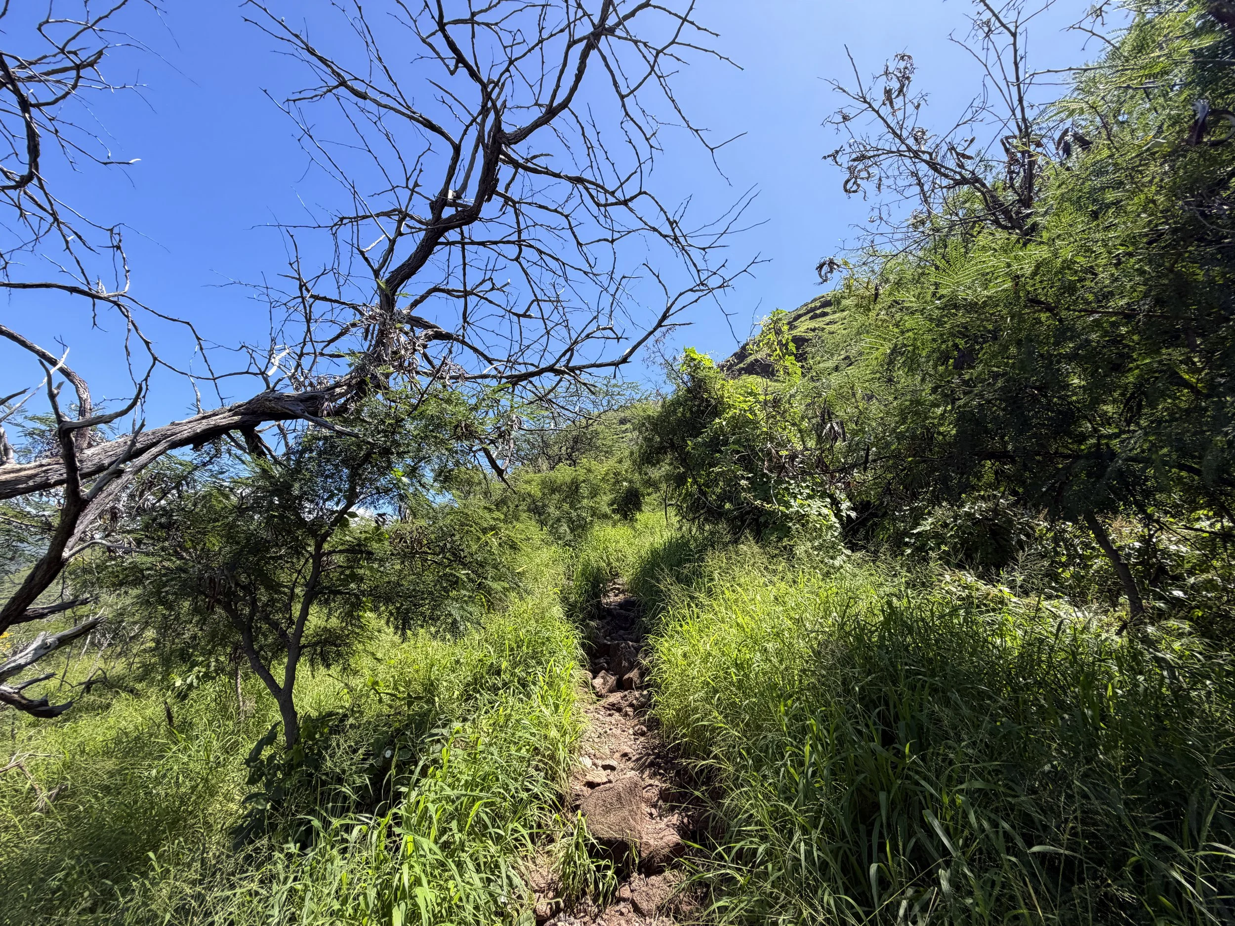 Pink Pillbox Trail Oahu Hawaii