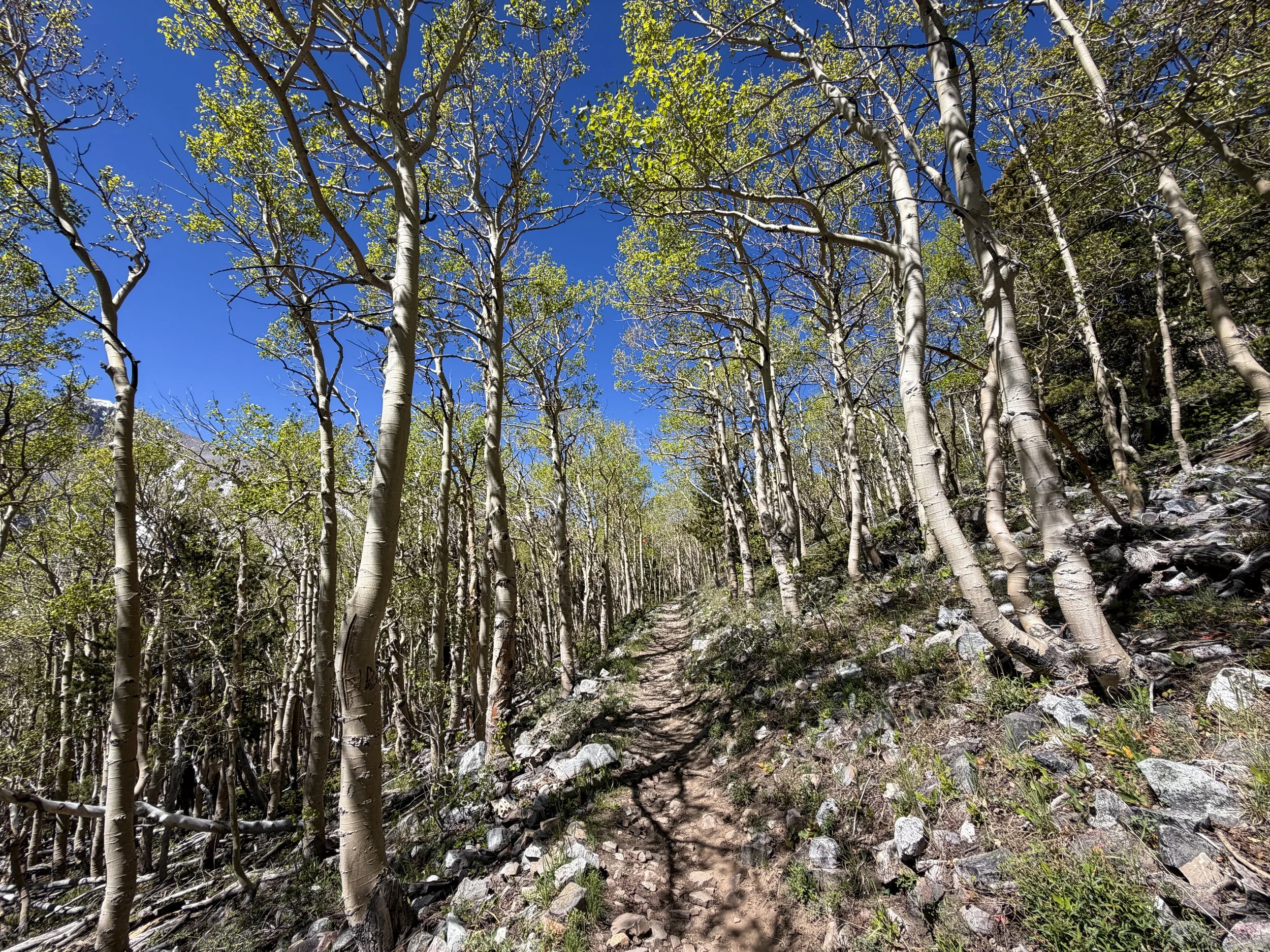 Wheeler Peak Summit Trail Great Basin National Park Nevada