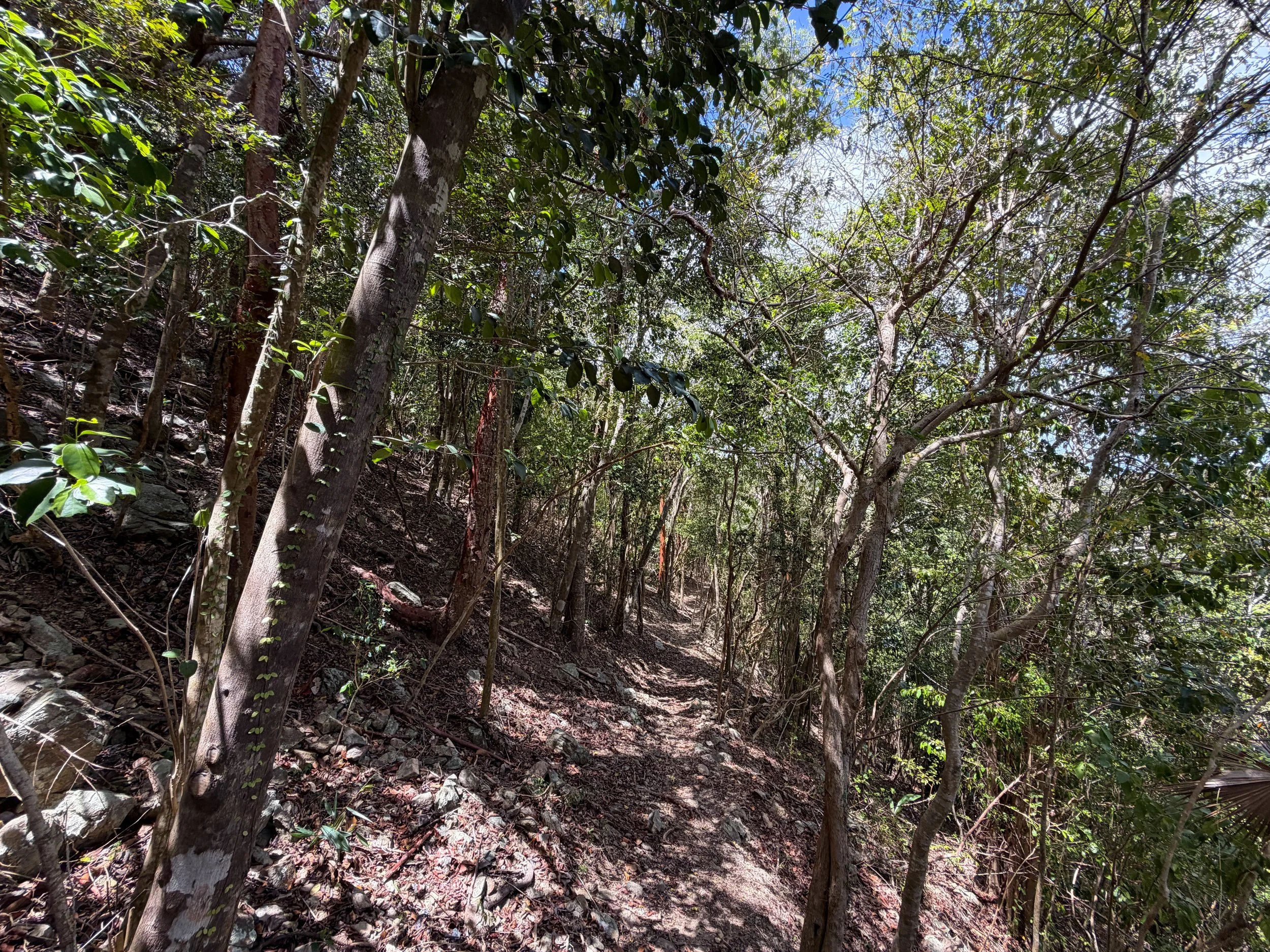 Maria Hope Trail Virgin Islands National Park