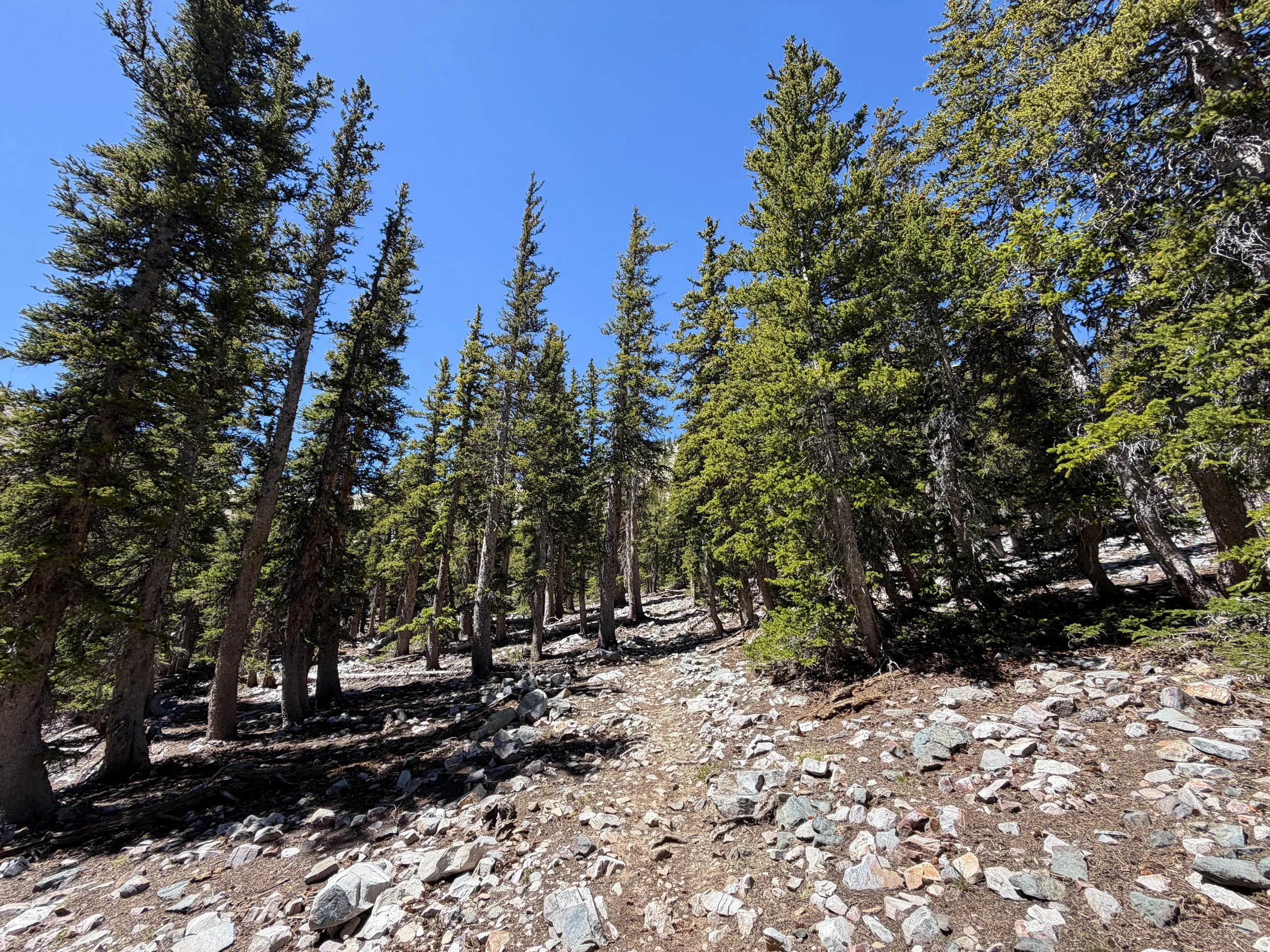 Baker Lake Trail Great Basin National Park Nevada