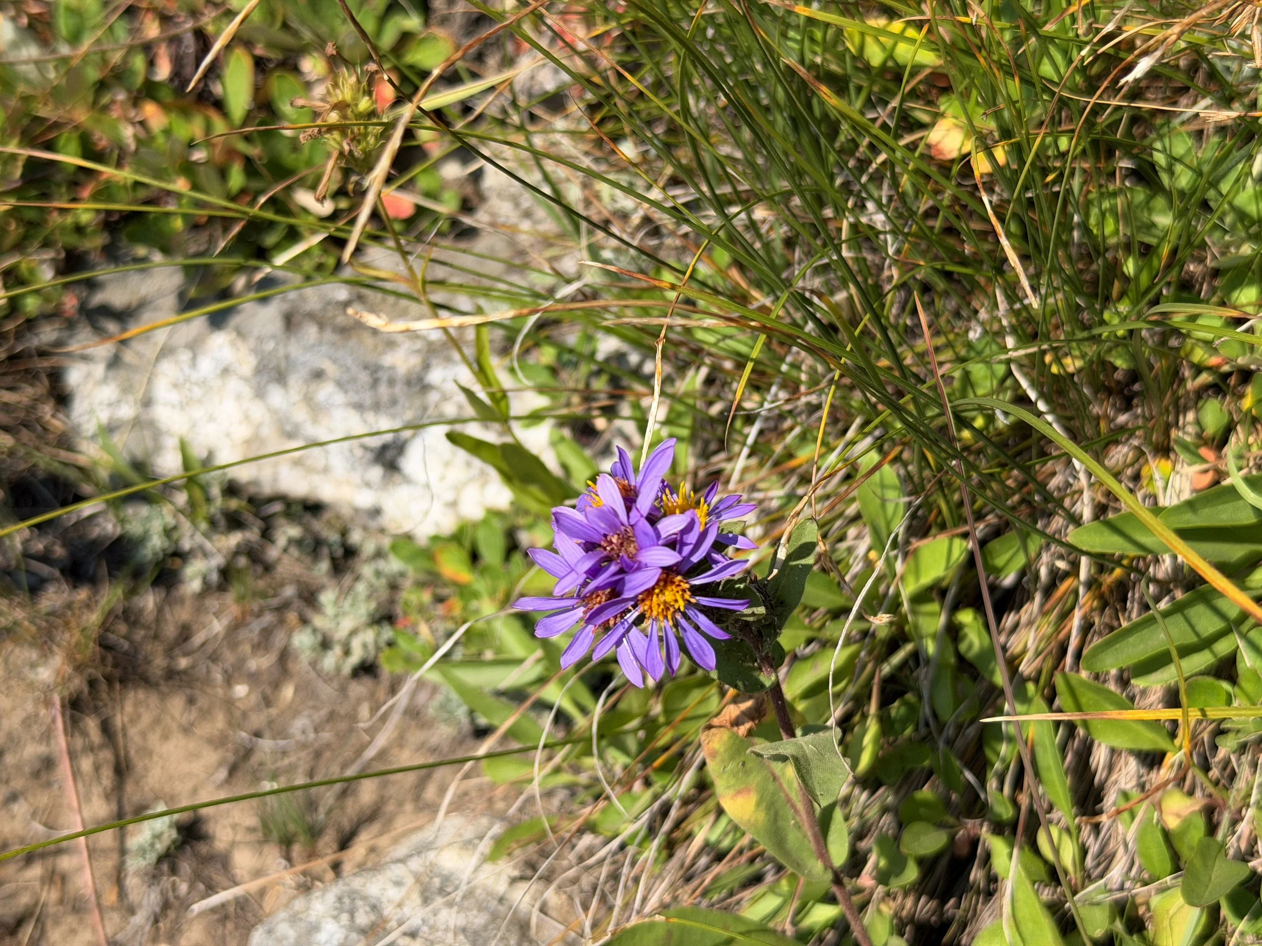 Thick-stemmed Aster Eurybia integrifolia