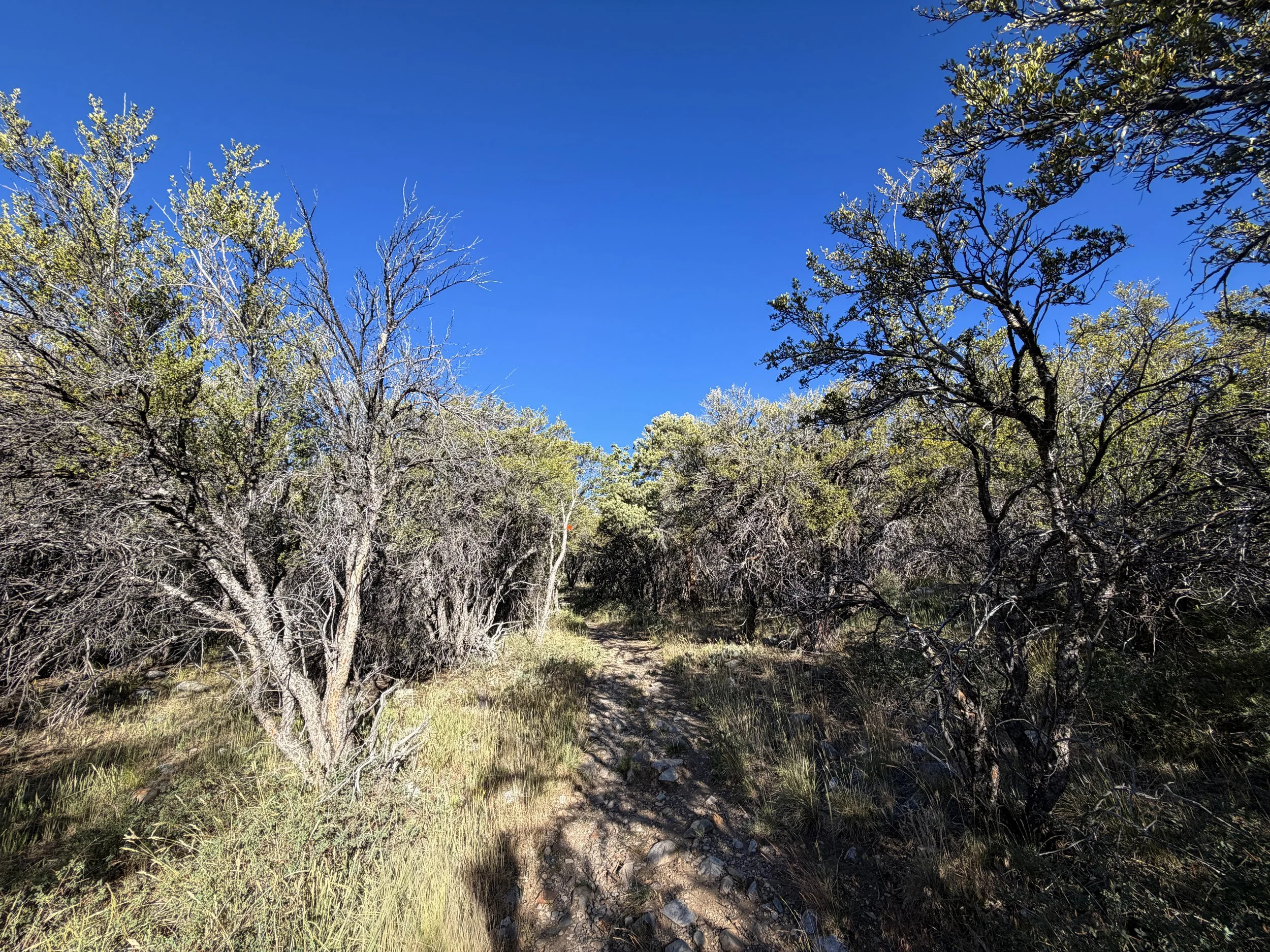 Lehman Creek Trail Great Basin National Park Nevada