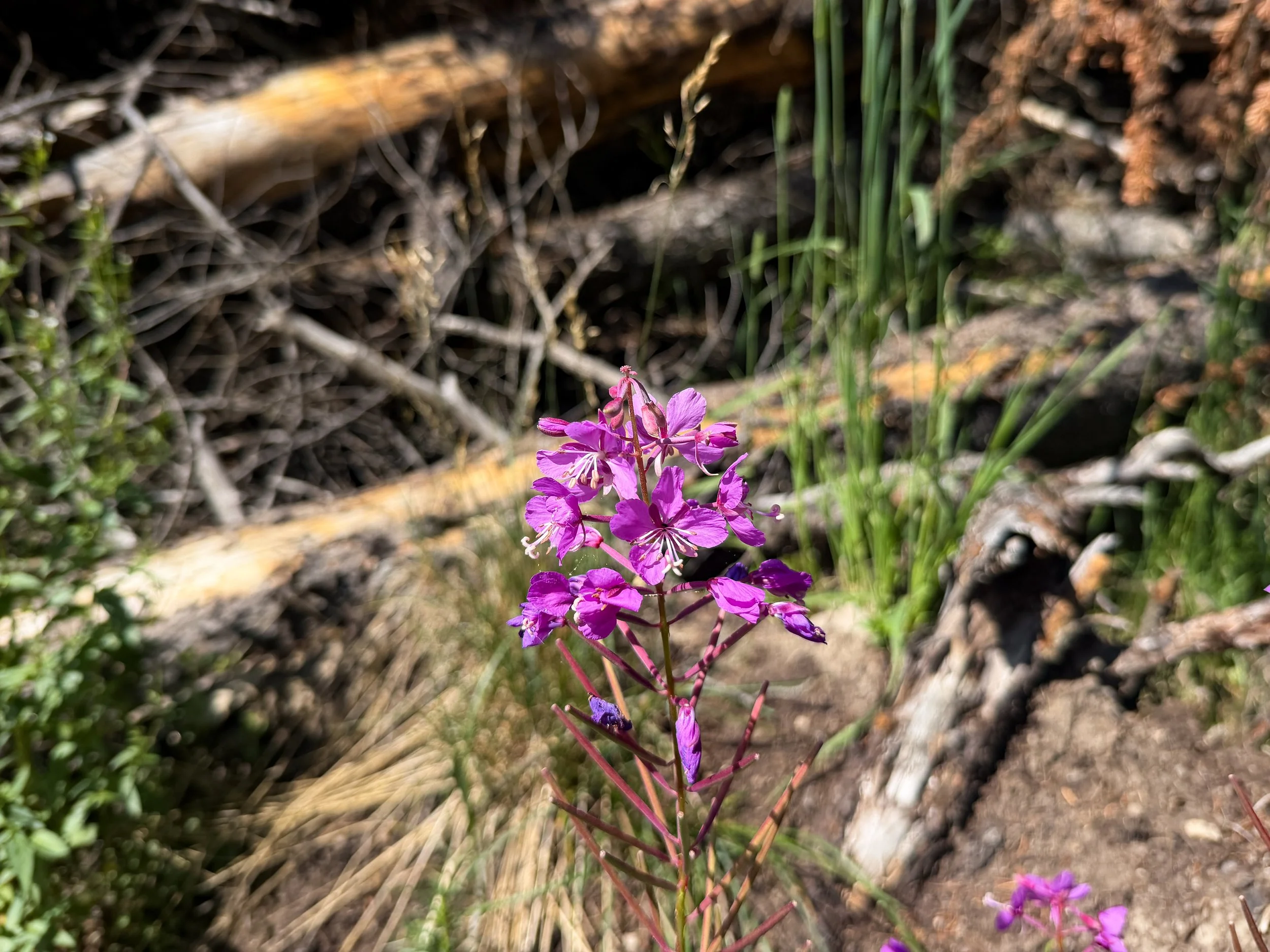 Fireweed Chamaenerion angustifolium