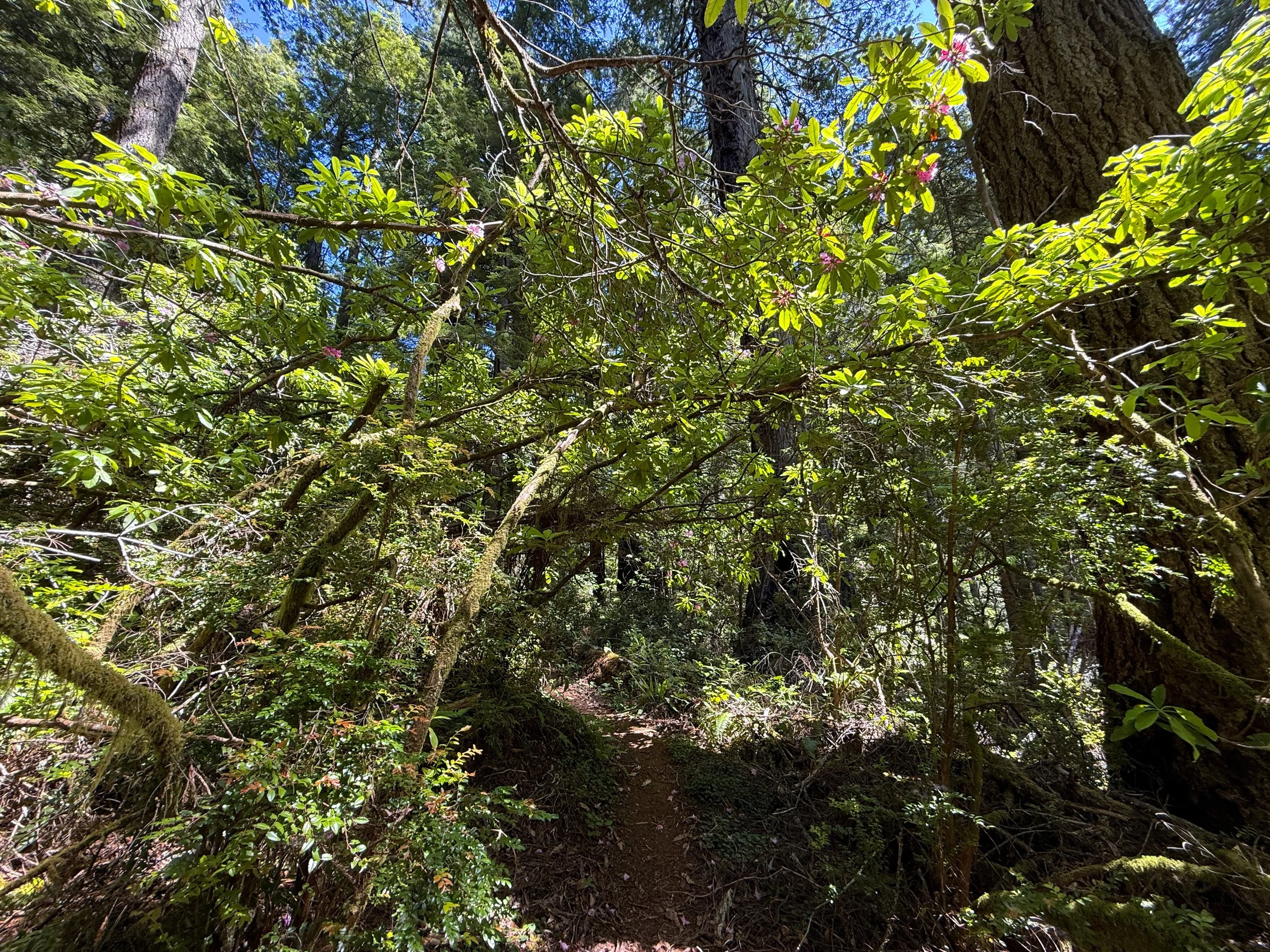 Hope Creek-Ten Taypo Loop Trail Prairie Creek Redwoods State Park California